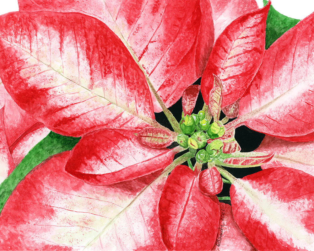 Poinsettia-MamaDuck-Art-Beth-Smith.jpg