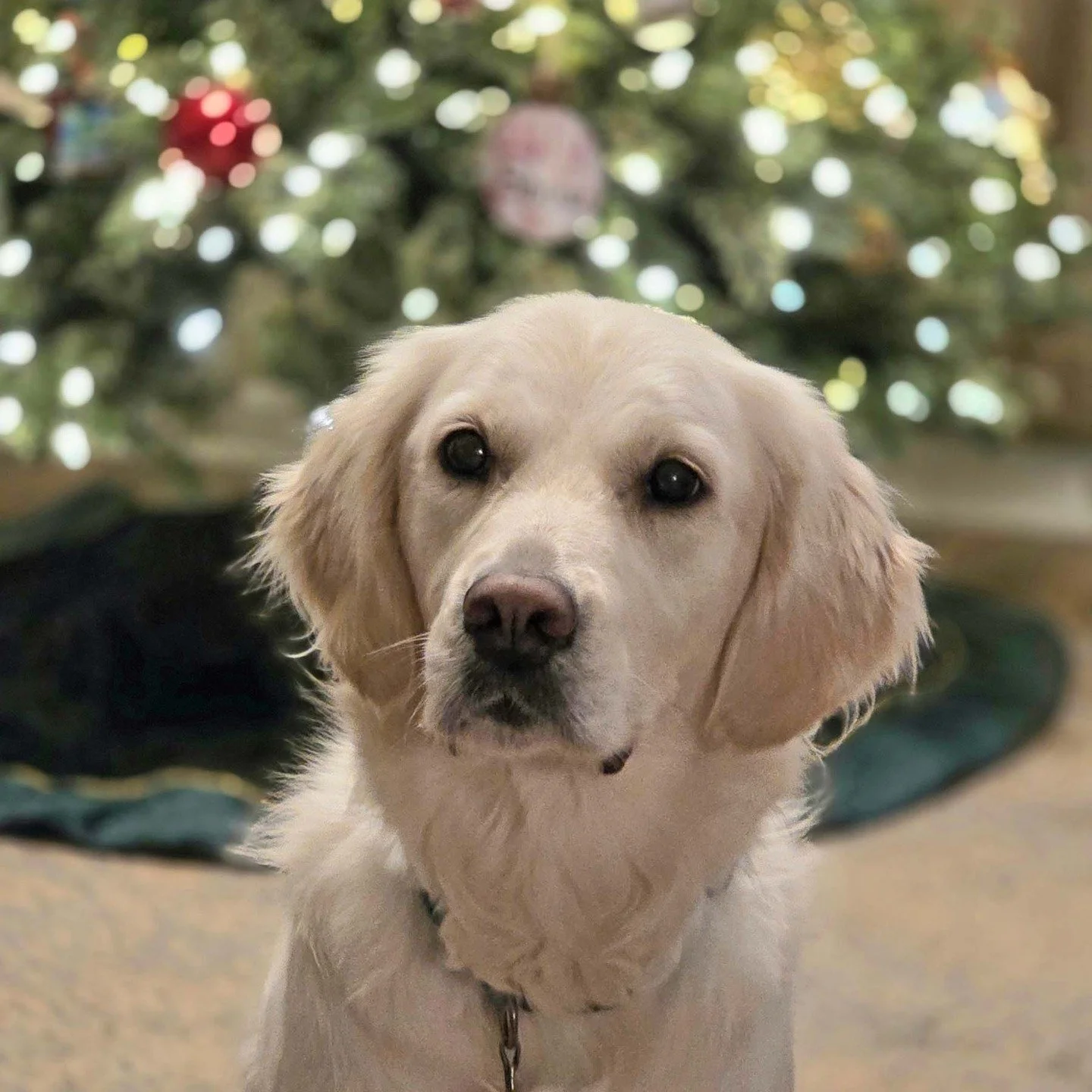 Asha is popping in to share a holiday wish with you... Merry Christmas to all of our MamaDuck Art friends!! May your holidays be filled with connection, hope, wonder, and peace. ❤️

#christmaswishes #holidaywishes #mamaduckart