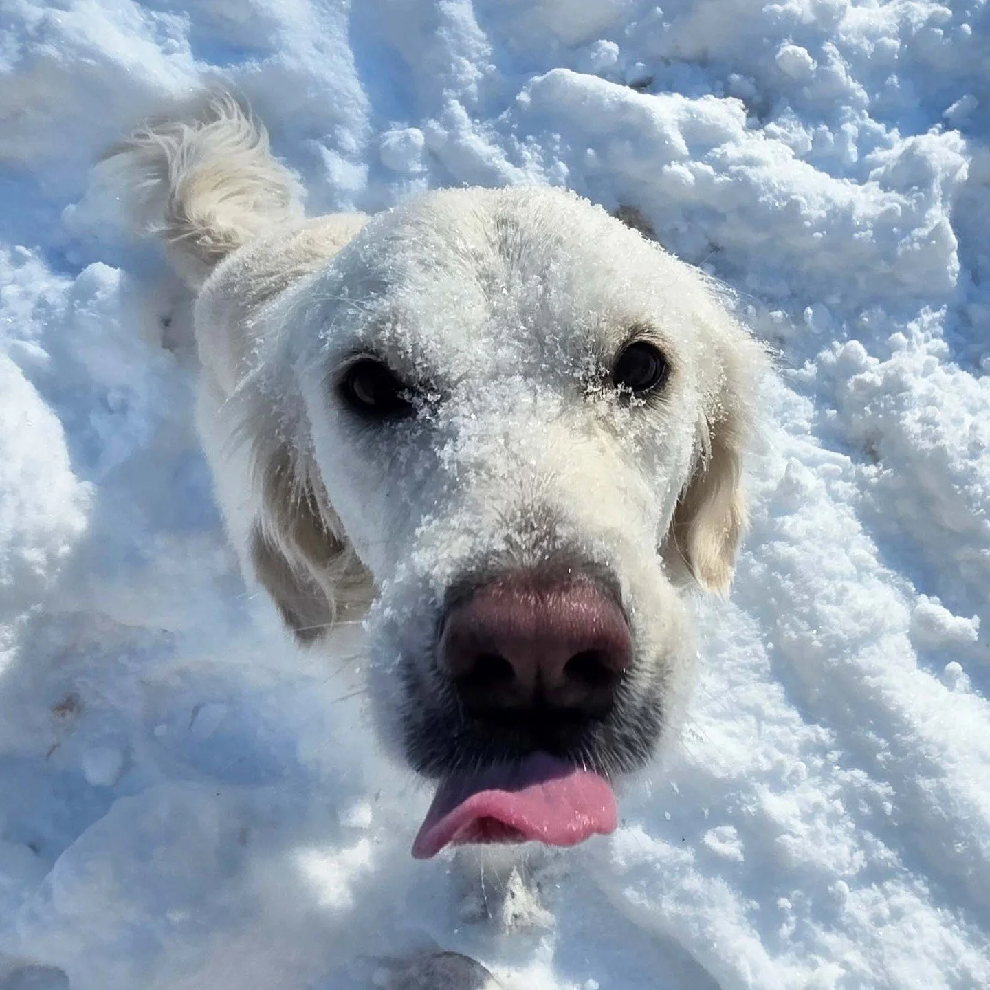 Sometimes the Studio Pup deserves her very own post! The Carolinas had our first BIG snowfall in decades yesterday, and Asha got to experience snow for the first time in her short 2.5-year life. And she LOVED it!

#goldenretriever #studiopup #dogsins