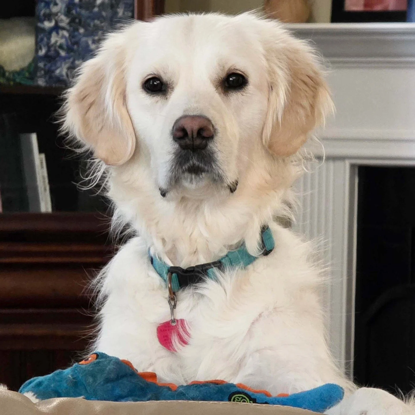 Asha, the studio pup, is popping in the feed today to wish you and your pups a Happy National Puppy Day! She will be 3 in May but is still very much a puppy at heart. Share a pic of your pup &amp; their name in the comments. 

#nationalpuppyday #stud