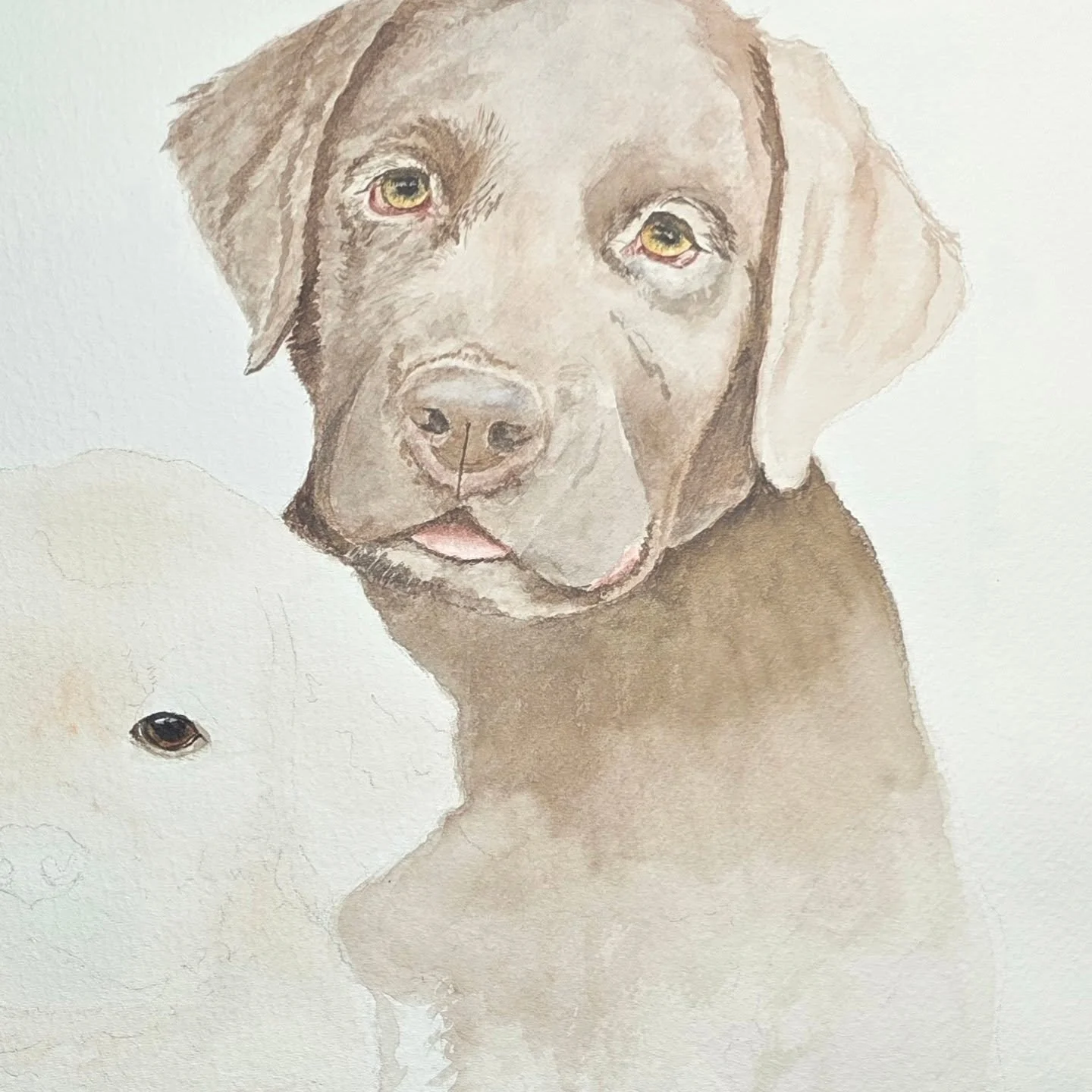 The Chocolate Lab is coming along &amp; taking shape. I've provided the last closeup for comparing to the current one, so you can see how layers &amp; depth of color are shaping the face. Day by day progress is being made, &amp; this sweet pup is slo