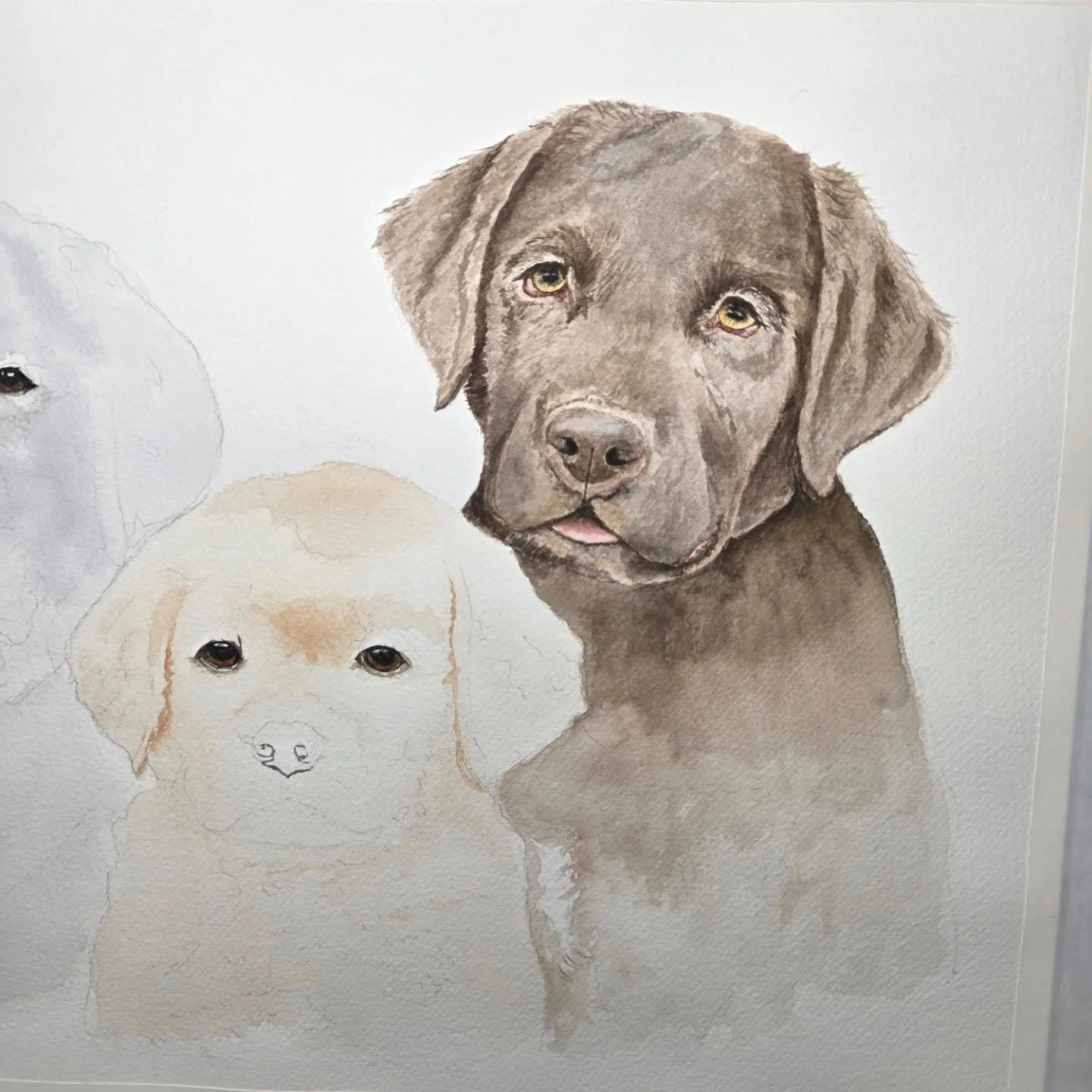 More layers &amp; more progress on the Chocolate Lab. Don't you just love that face?! Oh to be able to pet those velvety ears!  I think I'm going to move to the Yellow Lab in the center for a bit. The lightness of the other 2 puppies is distracting m