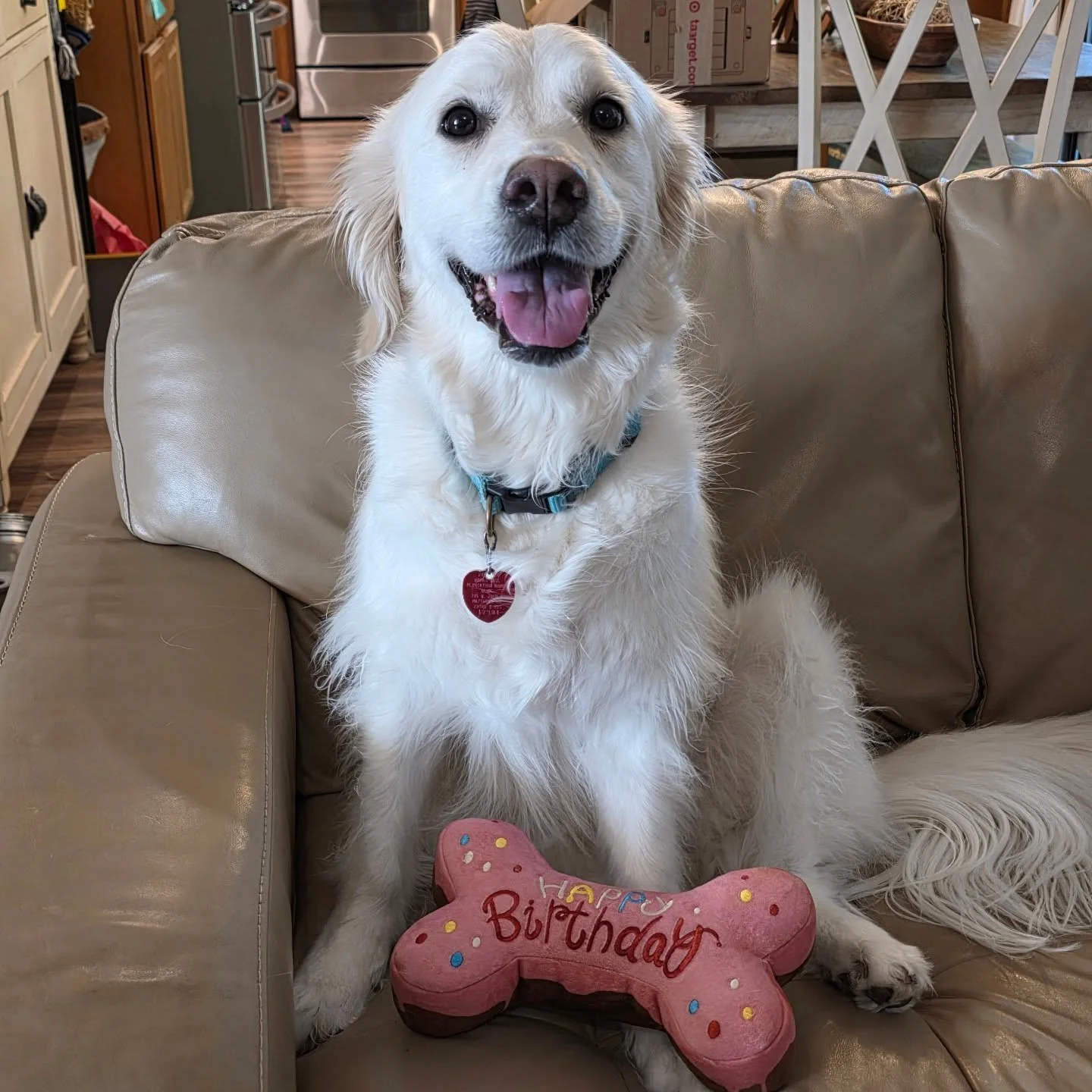 She's 3 today! Asha, the MamaDuck Art studio assistant, celebrated her birthday today with a new toy, some extra treats, &amp; lots of lovin'. Happy Birthday to our sweet, goofy, Golden pup!

#goldenretriever #studiopup #studiolife #dogbirthday