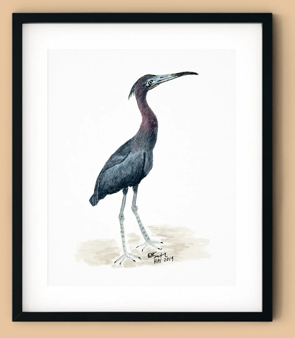 This is the painting that first caused me to think about my art differently. Before this painting, watercolor was a tool and an escape to deal with grief. But after this painting, I began to see what might be. I met this Little Blue Heron while vacat