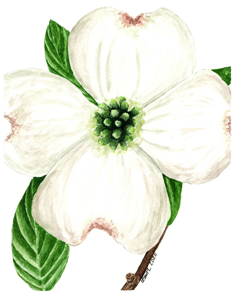 White-dogwood-flower-by-MamaDuck-Art-Beth-Smith.jpg