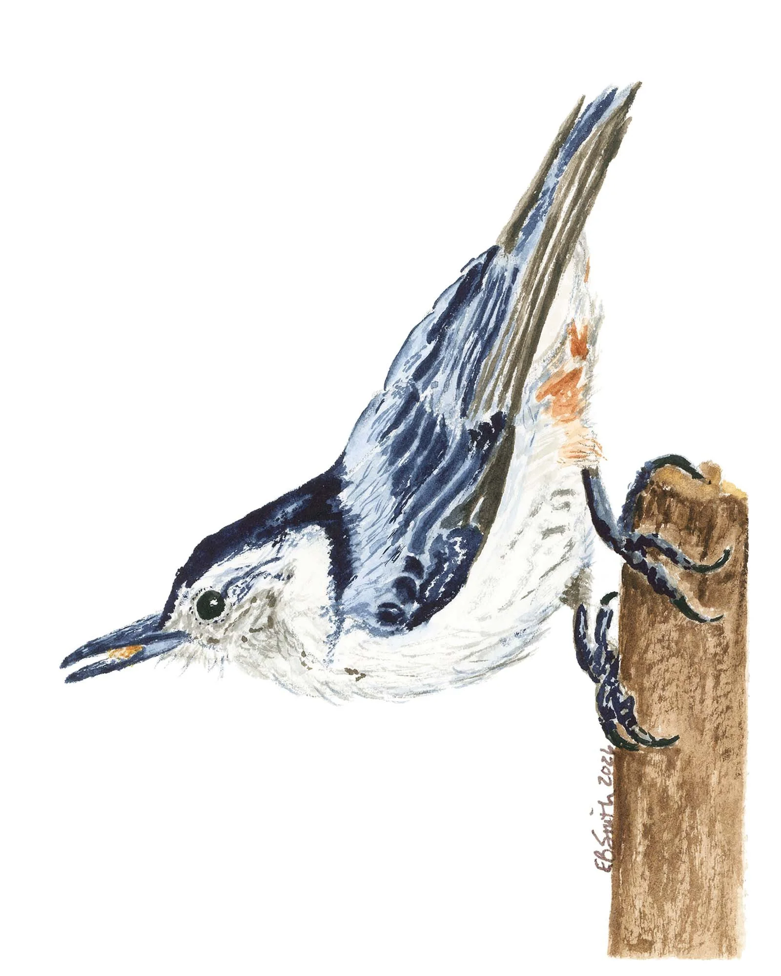 Watercolor-Whitebreasted-Nuthatch-MamaDuck-Art-Beth-Smith.jpg