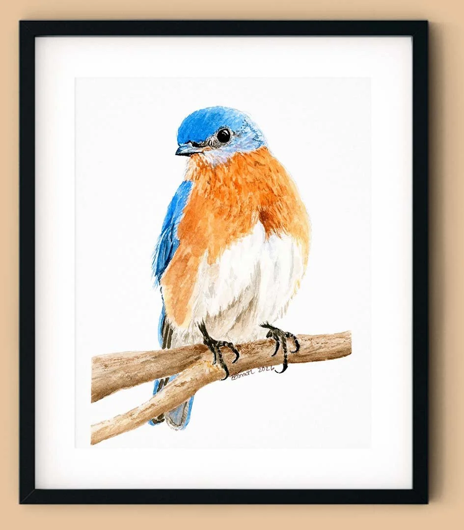 Watercolor-Eastern-Bluebird-Painting-Black-Frame-MamaDuck-Art-Beth-Smith.jpg