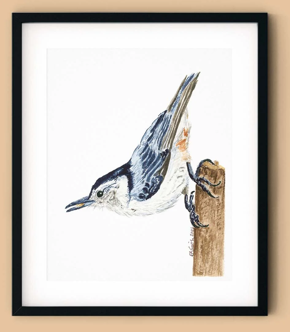 Watercolor-Whitebreasted-Nuthatch-Painting-Black-Frame-MamaDuck-Art-Beth-Smith.jpg