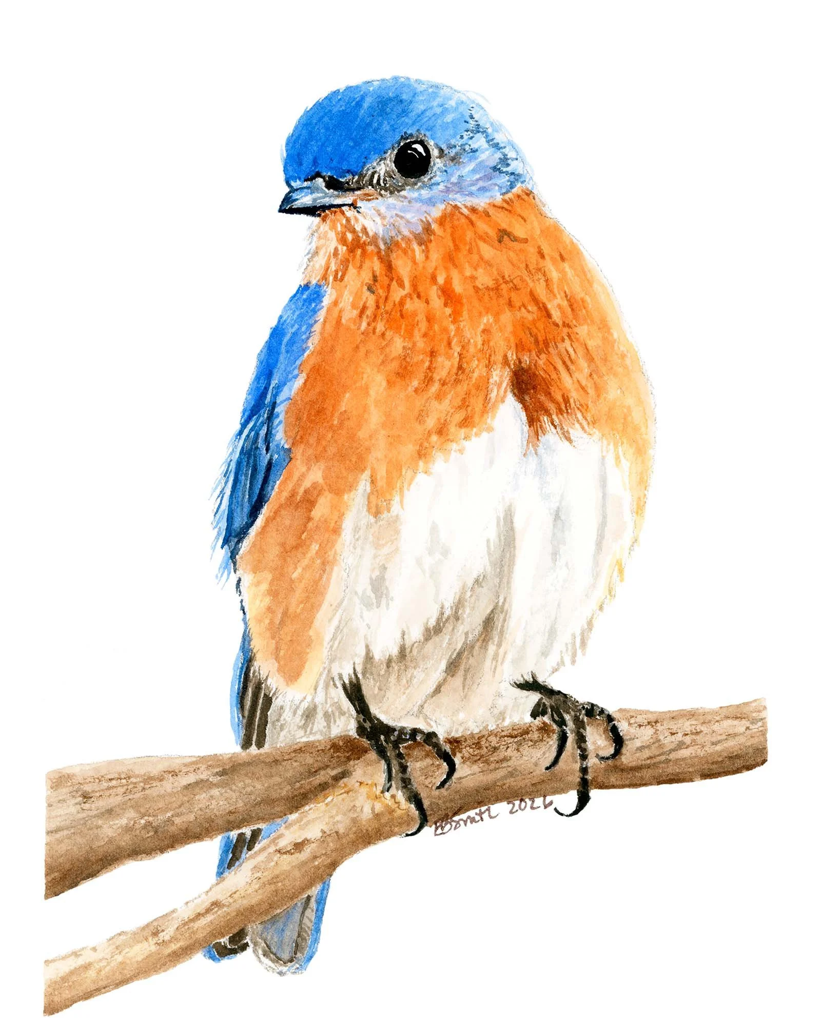 Watercolor-Eastern-Bluebird-MamaDuck-Art-Beth-Smith.jpg