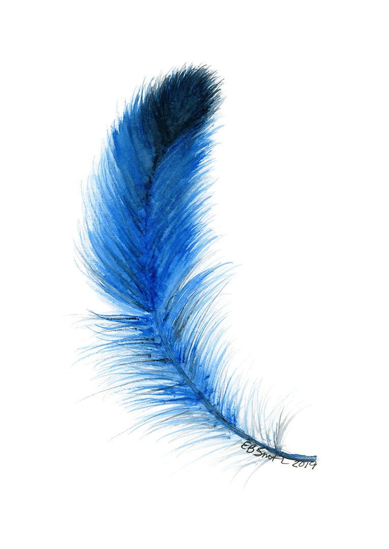 Feather2-Blue-MamaDuck-Art-Beth-Smith.jpg