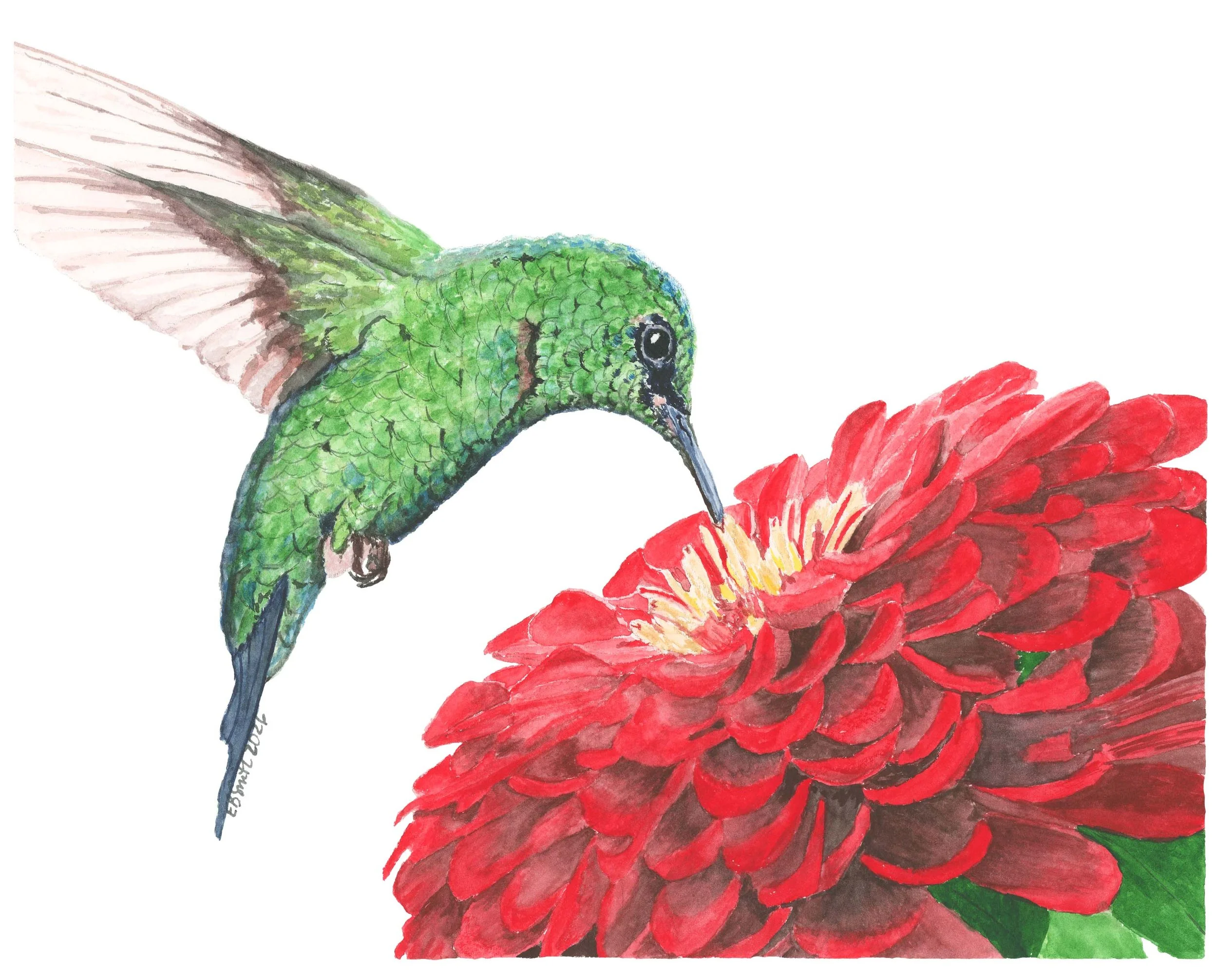Watercolor-Green-Hummingbird-Red-Zinnia-Flower-MamaDuck-Art-Beth-Smith.jpg