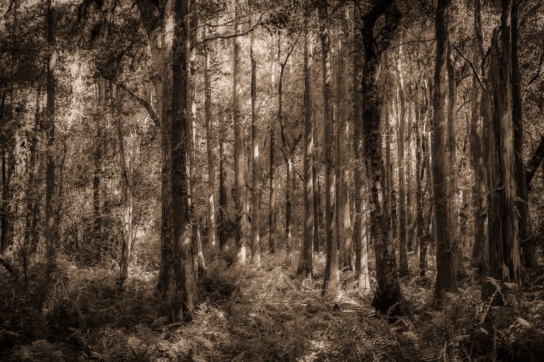 Kelly-William-Wright-these-woods-i-walk-landscape-nature-photography-4.jpg