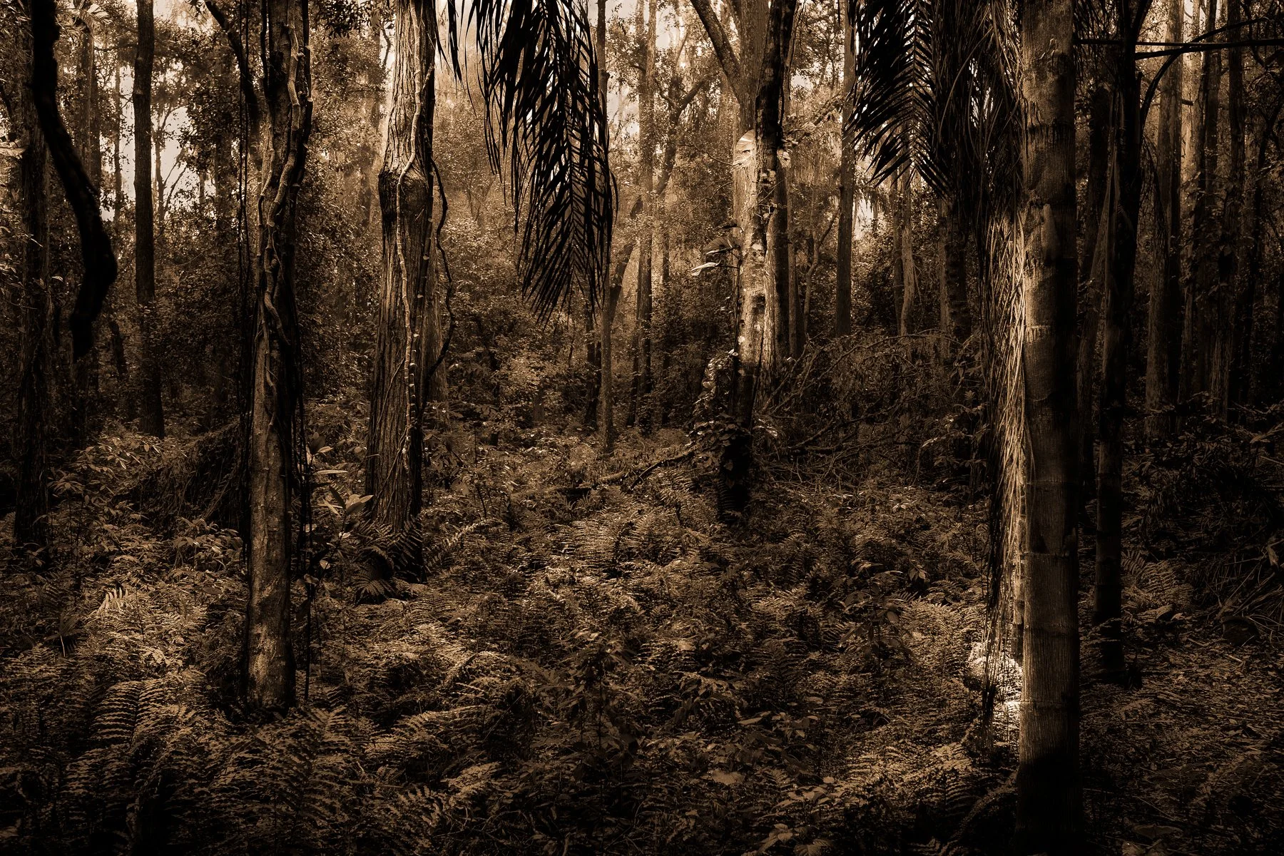 Kelly-William-Wright-these-woods-i-walk-landscape-nature-photography-2.jpg