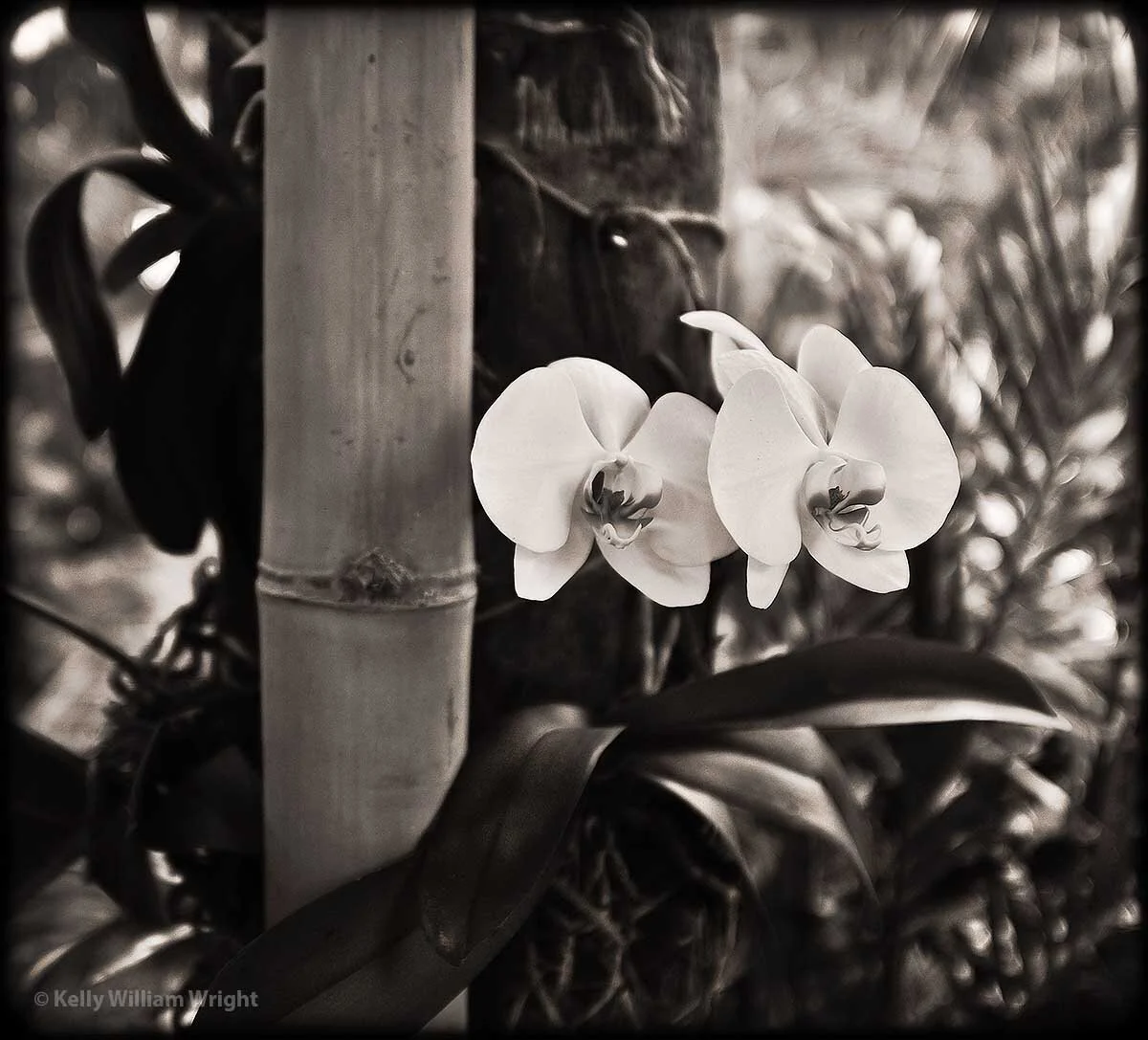 kelly_william_wright_fine_art_botanical orchid_photograph_WEB_145.jpg