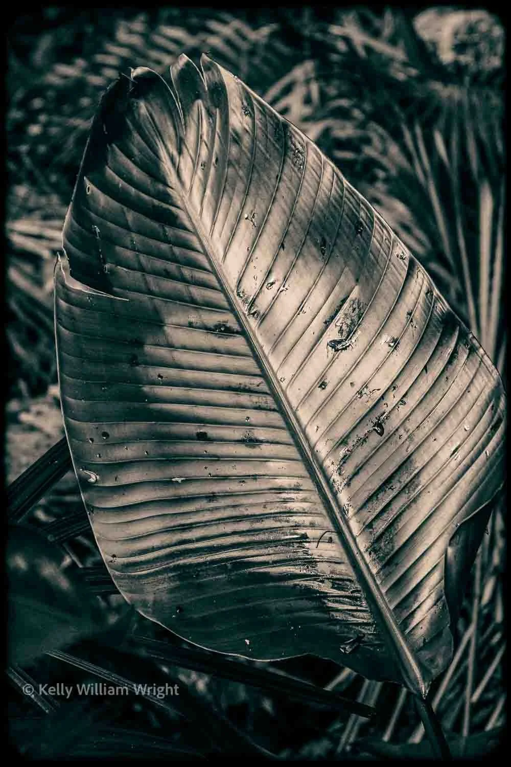 Kelly William Wright-544.jpg