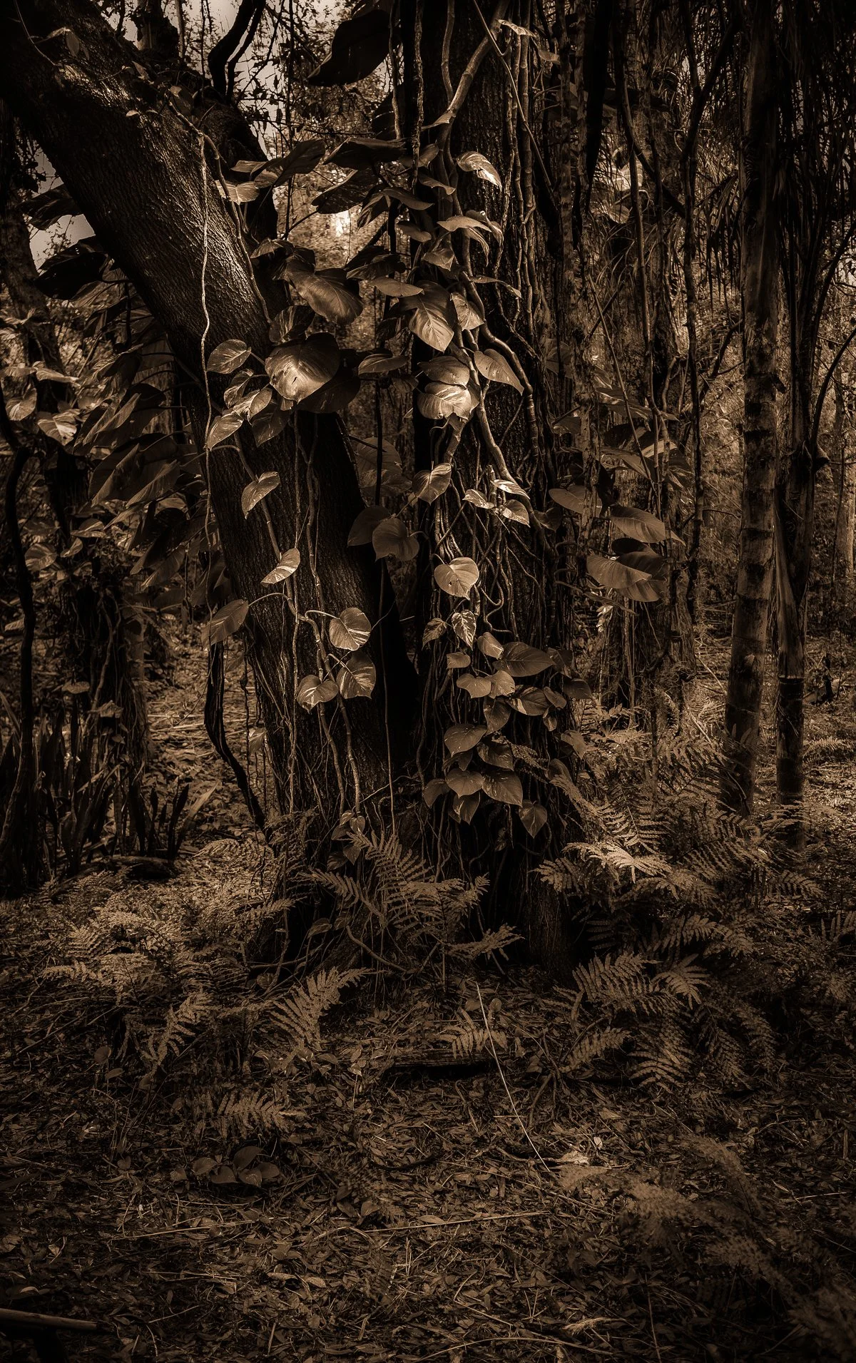 Kelly-William-Wright-these-woods-i-walk-landscape-nature-photography-7.jpg