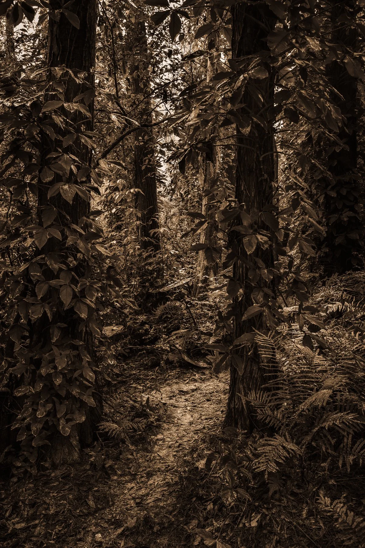 Kelly-William-Wright-these-woods-i-walk-landscape-nature-photography-9.jpg
