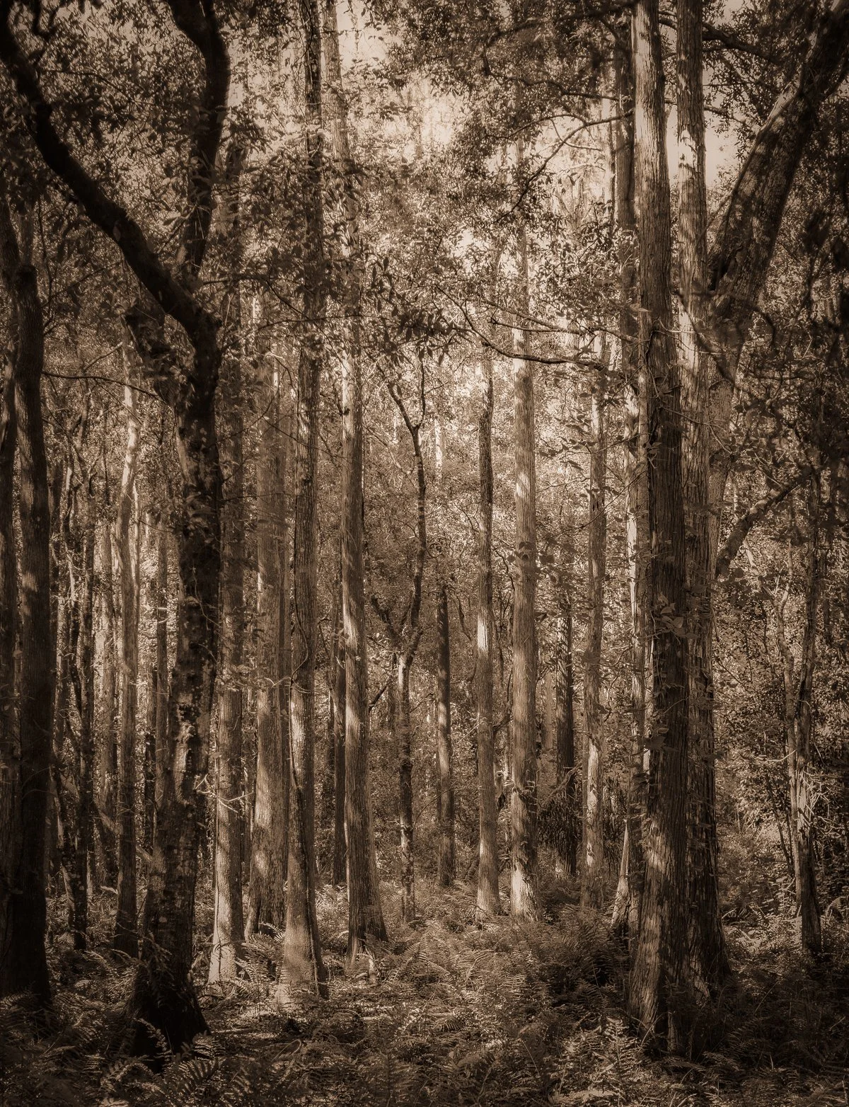Kelly-William-Wright-these-woods-i-walk-landscape-nature-photography-5.jpg