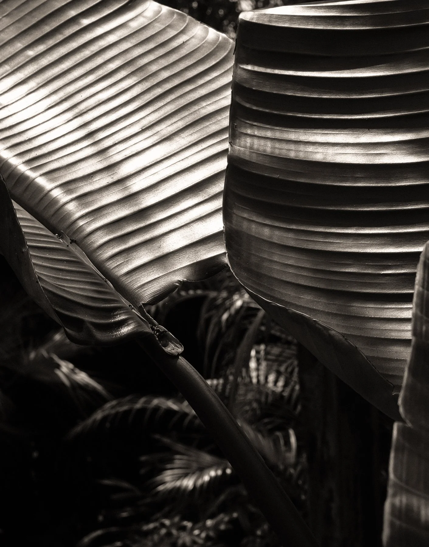 kelly-william-wright-botanical-fine-art-photography-11.jpg