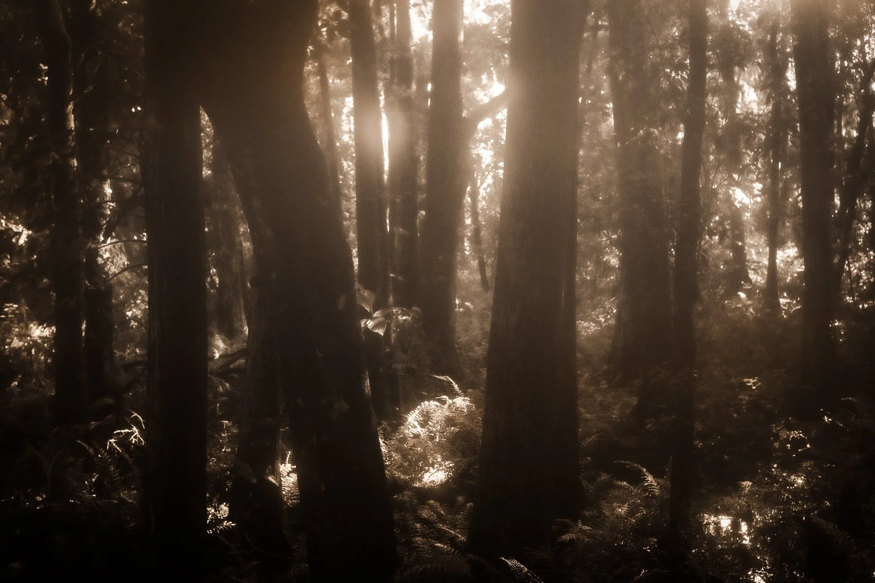 Kelly-William-Wright-these-woods-i-walk-landscape-nature-photography-16.jpg