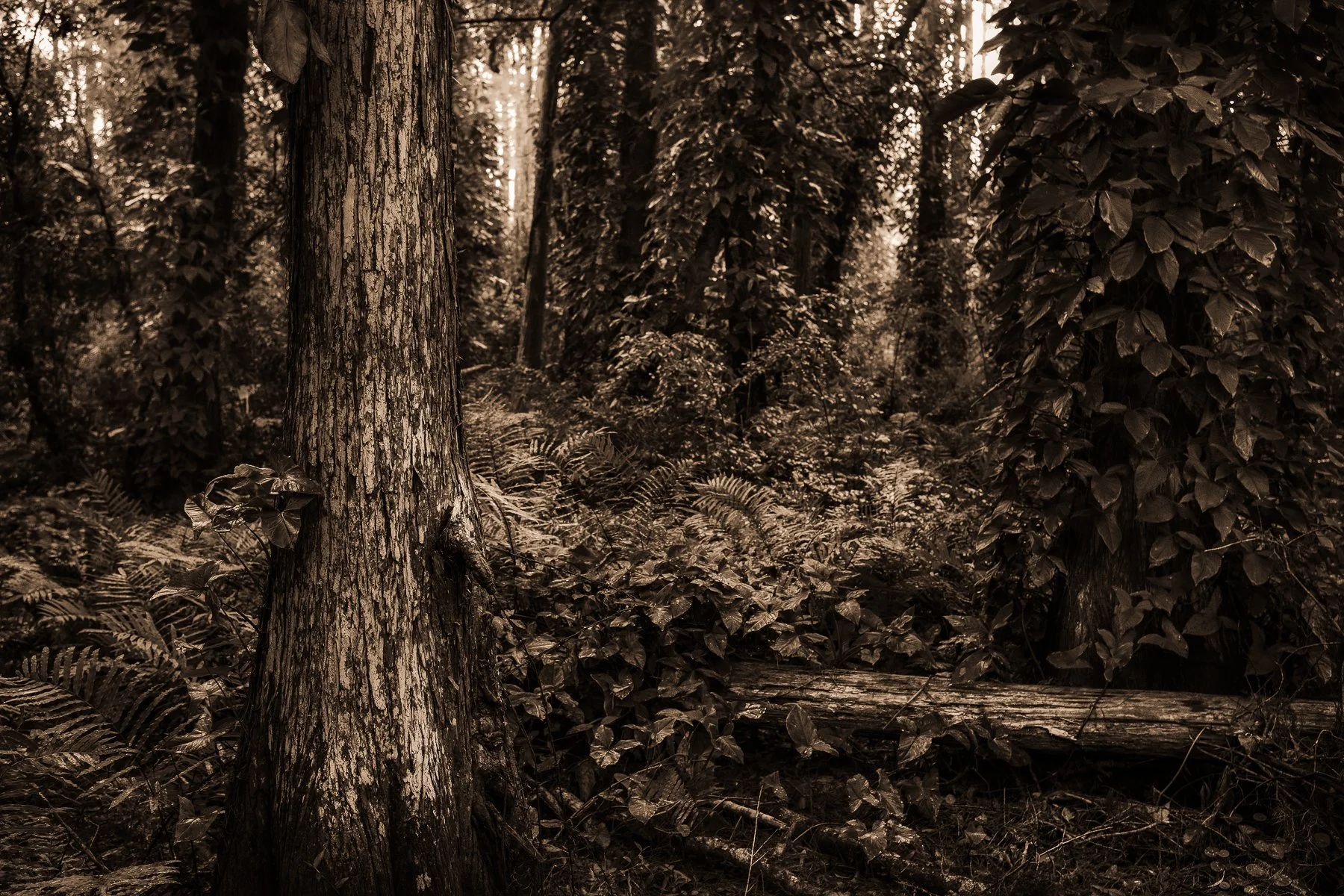 Kelly-William-Wright-these-woods-i-walk-landscape-nature-photography-8.jpg