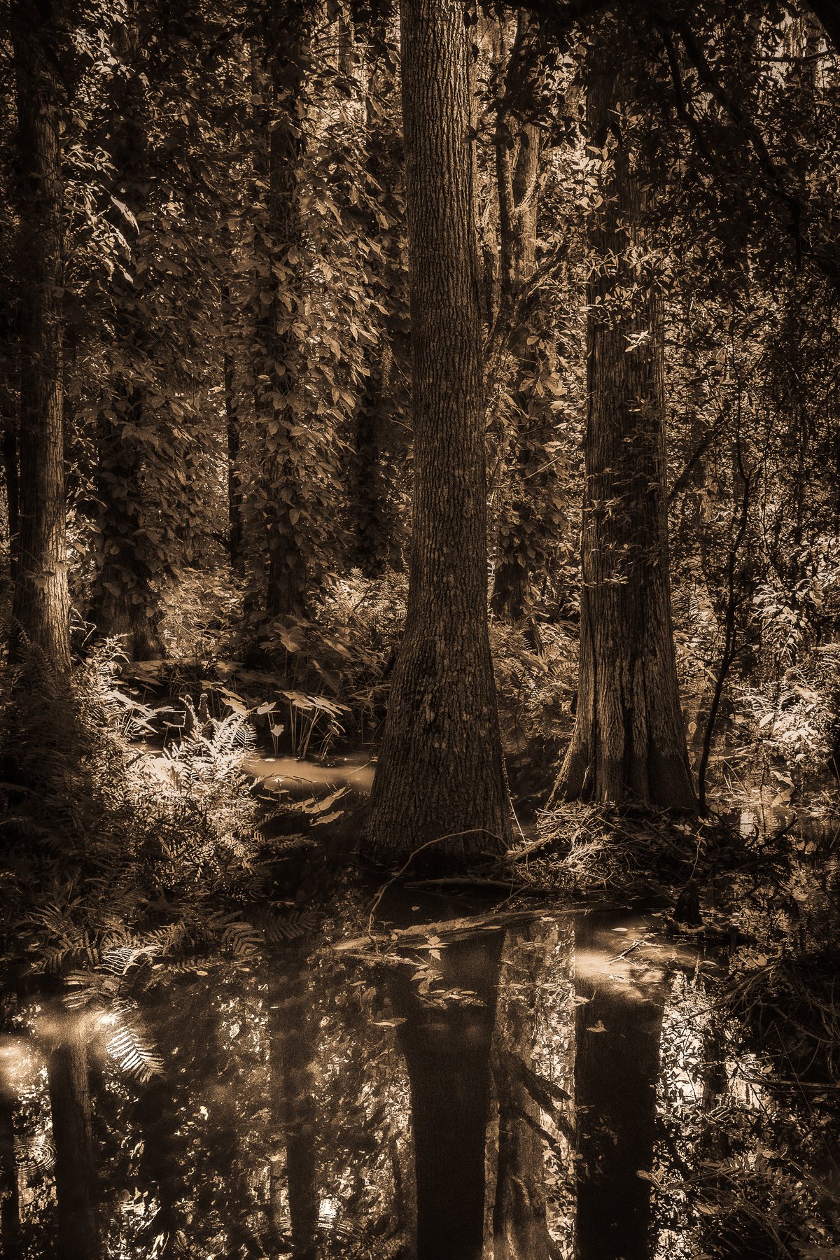 Kelly-William-Wright-these-woods-i-walk-landscape-nature-photography-12.jpg