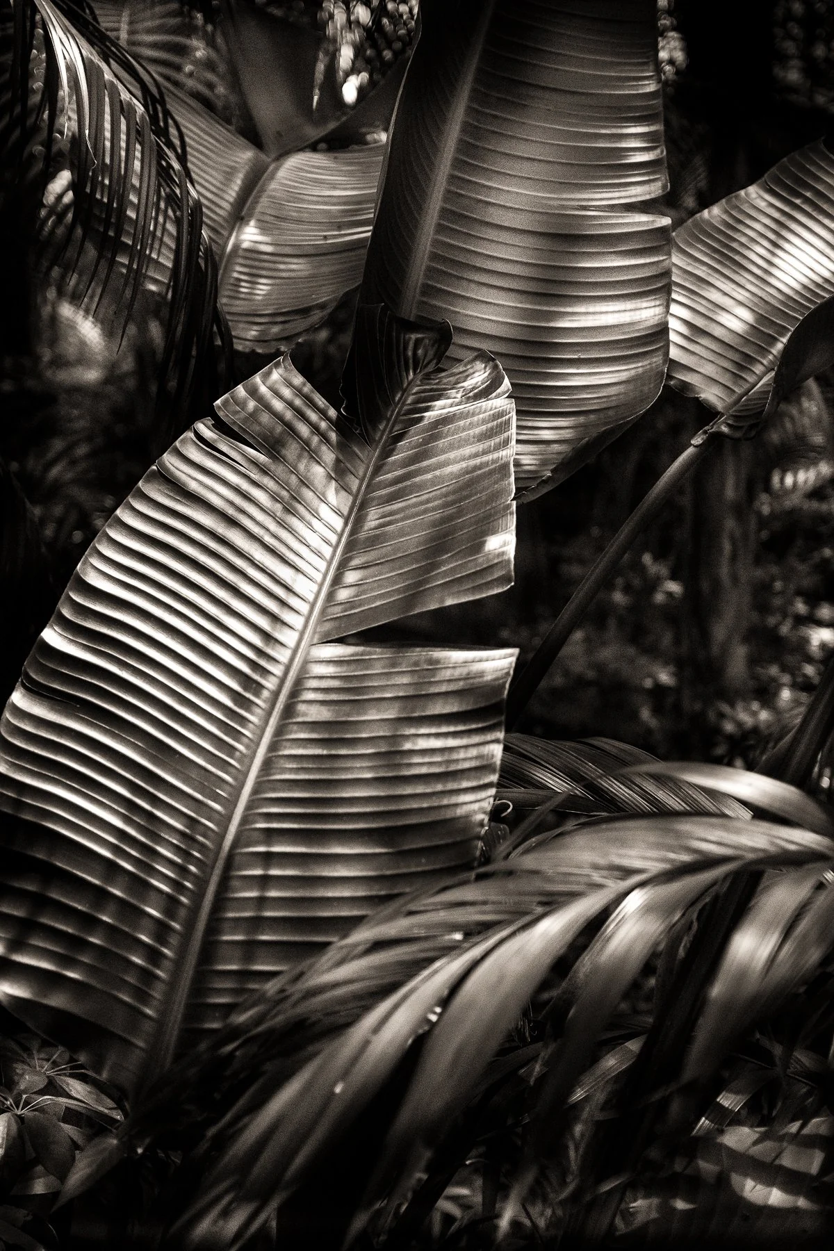 kelly-william-wright-botanical-fine-art-photography-10.jpg
