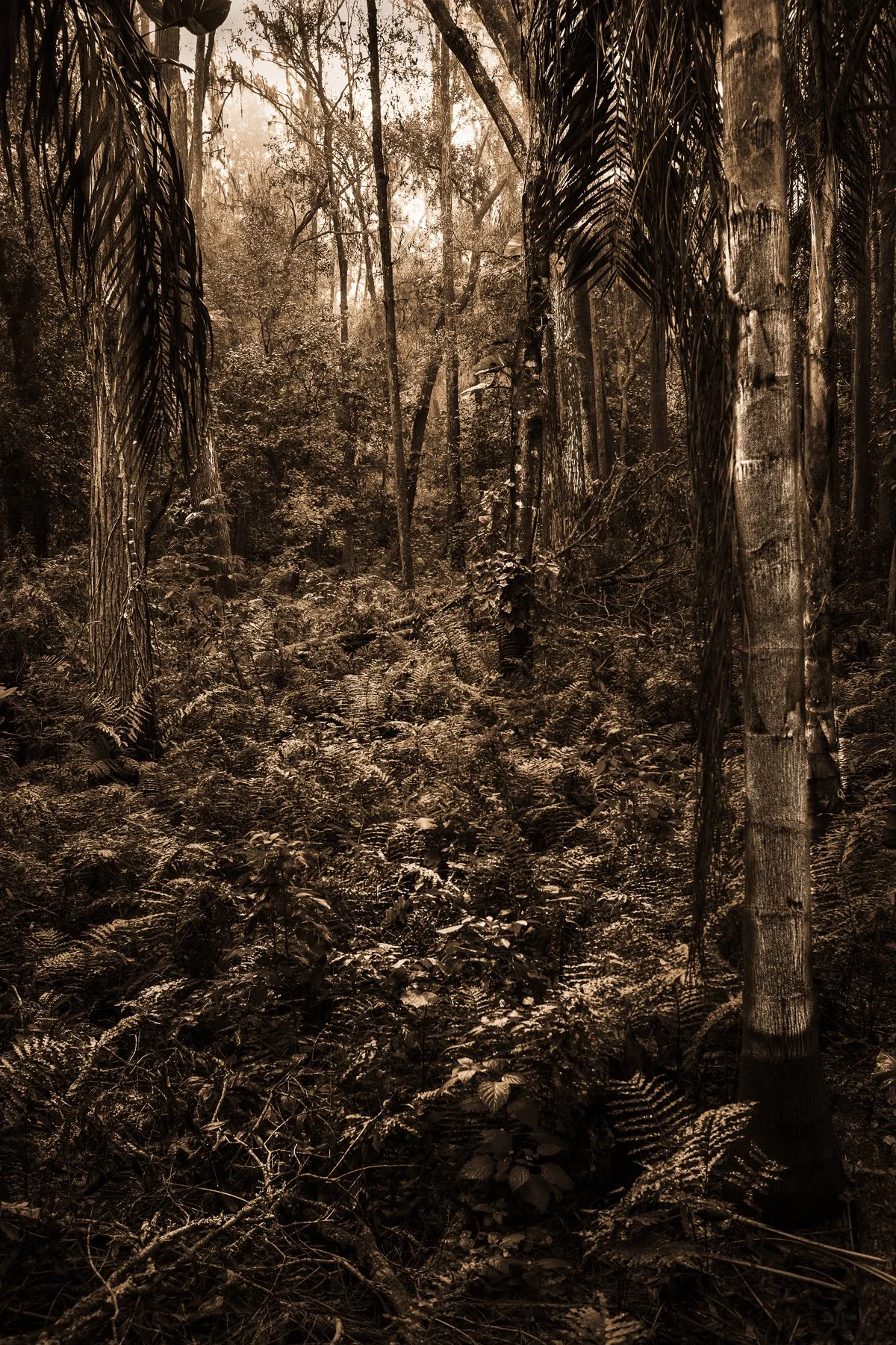 Kelly-William-Wright-these-woods-i-walk-landscape-nature-photography-3.jpg