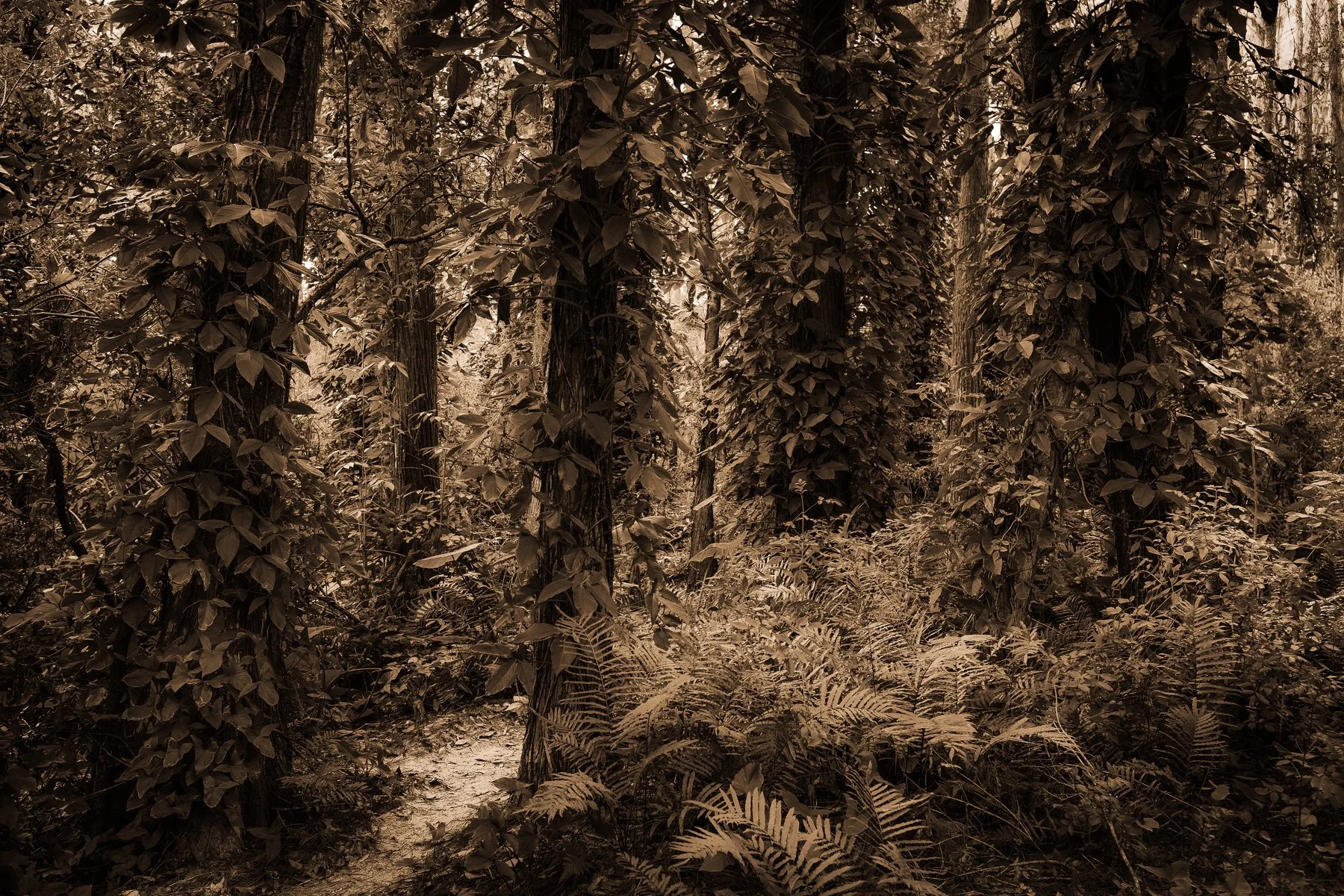 Kelly-William-Wright-these-woods-i-walk-landscape-nature-photography-6.jpg