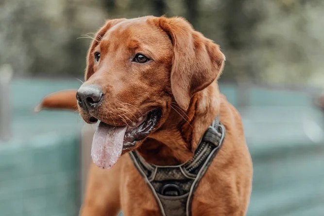 Goldie Welpe kommt angerannt