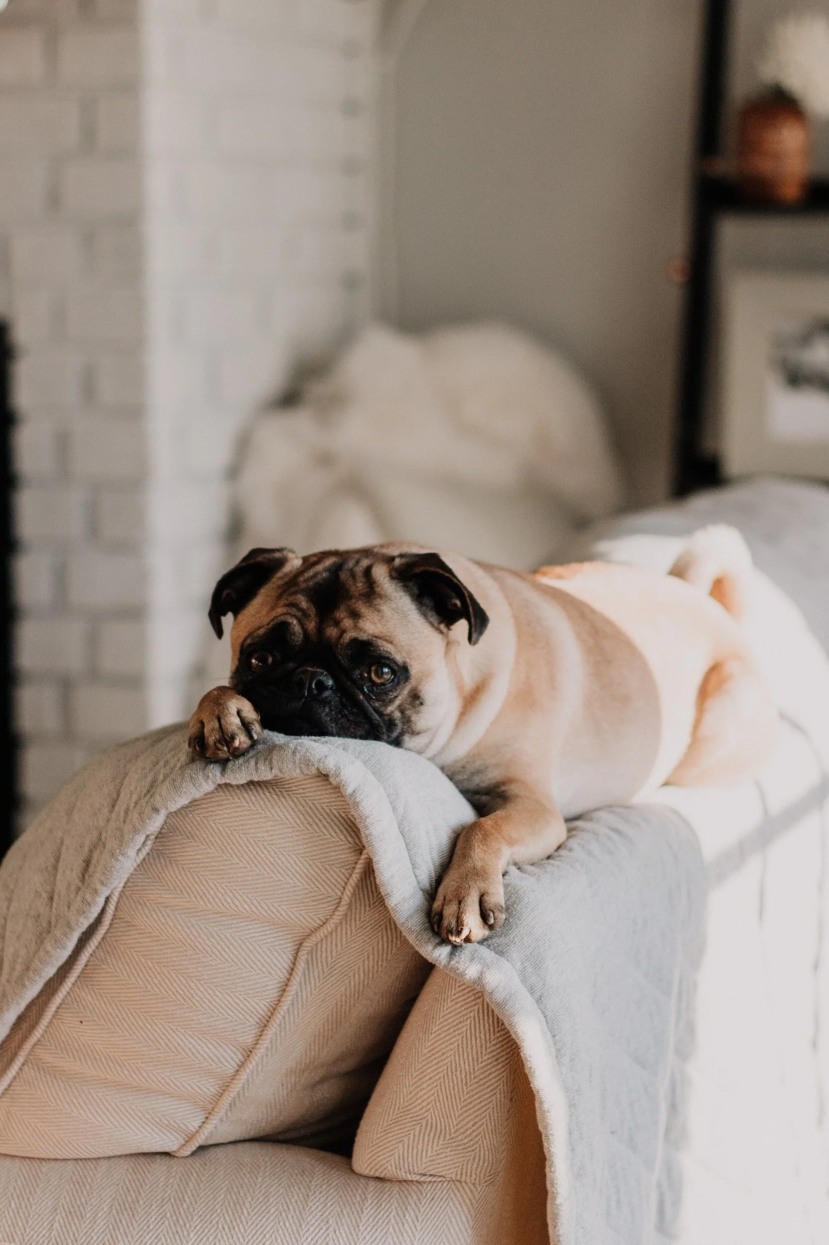A common concern a homeowner with pets has is how bed bugs affect their furry friends.