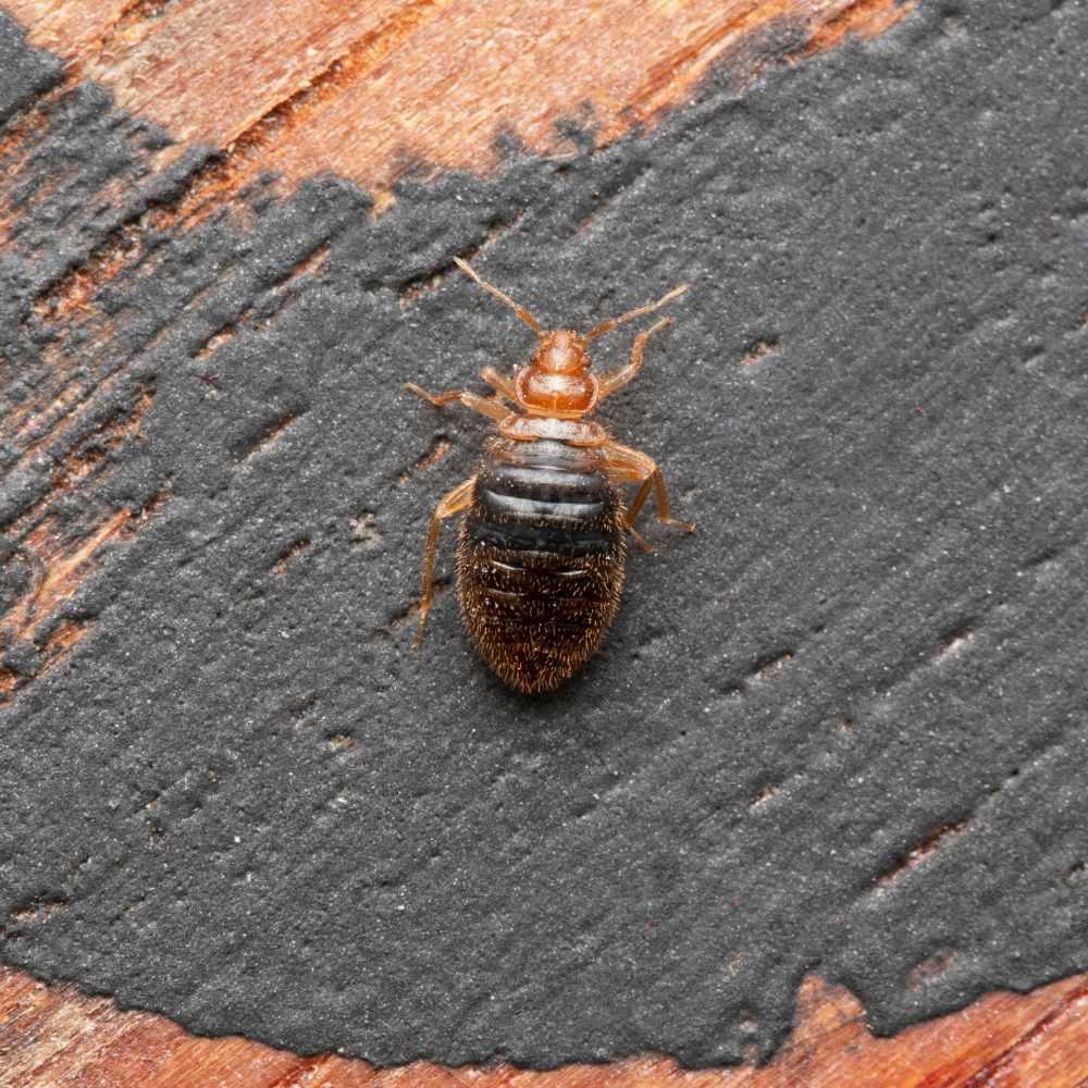  From ancient caves to modern apartments, bed bugs have proven to be resilient, tenacious, and annoyingly consistent. 