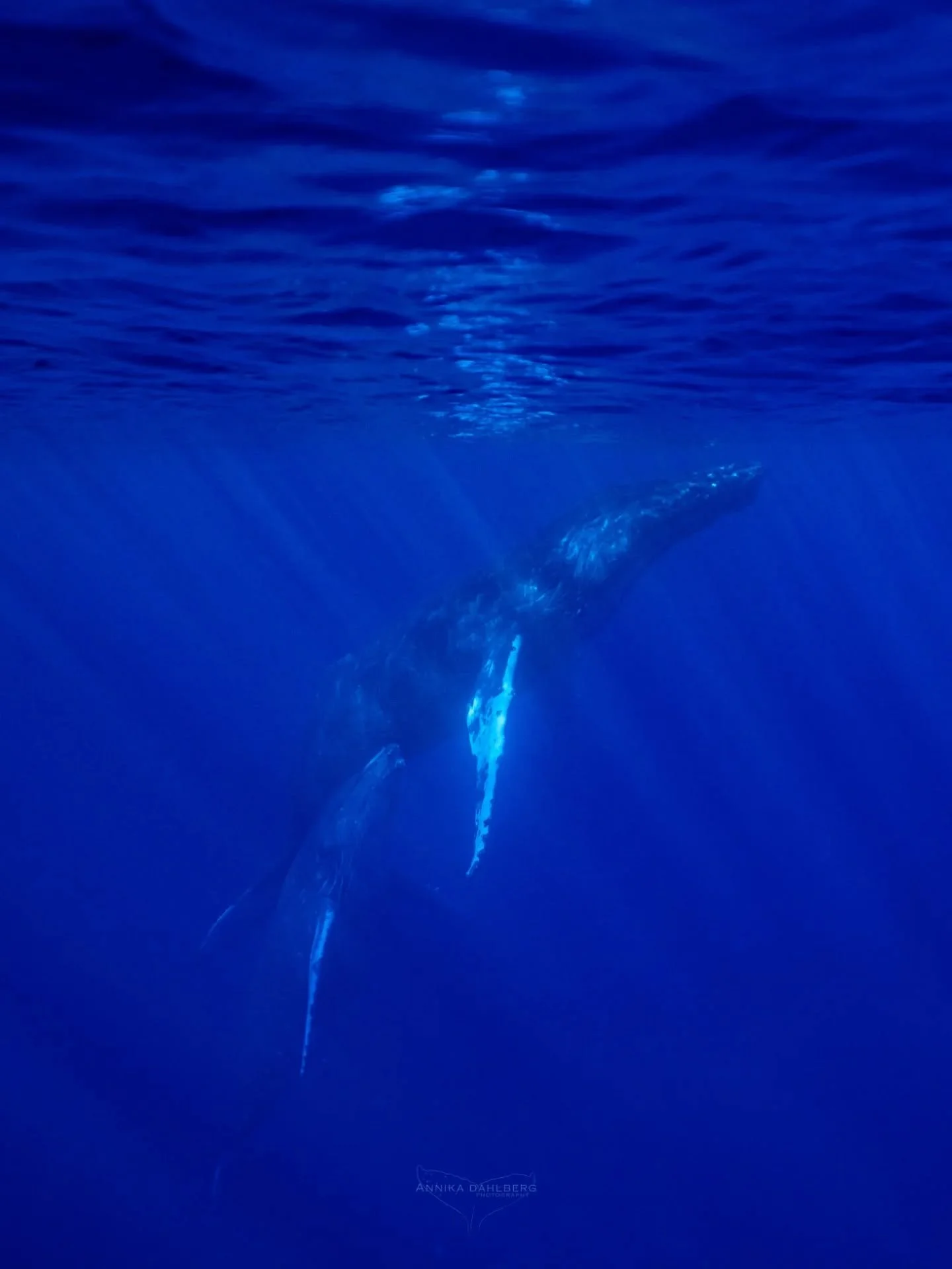 Life in the blue waters of Niue 💙 Whale season has kicked off, and I have already had some incredible encounters with the wonderful humpback whales. I'm looking forward to many more days like these this winter! 

Out with @explore_niue 

#ocean #myo