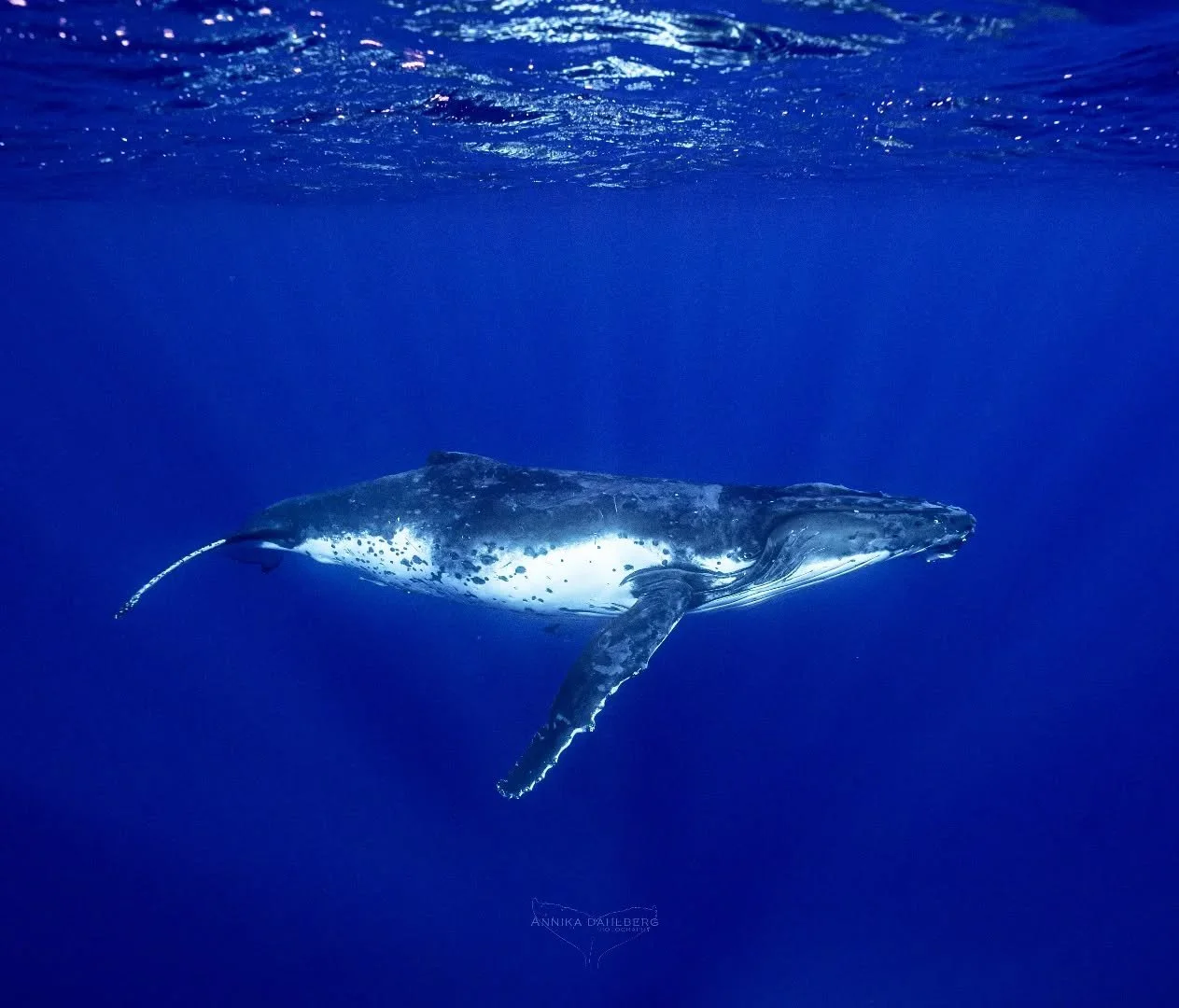 Humpback whale season has kicked off in Niue, and sights like these are starting to become a daily habit 🐋 The early season is a great time for many of the juvenile whales to socialise and rest as they reach the warmer waters. This young female curi
