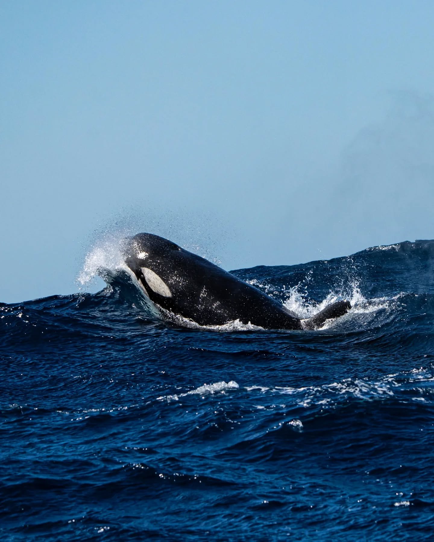 Happy World Orca Day! 🖤🤍

I have been fortunate enough to observe these incredible creatures in several different parts of the world throughout my career out on our beautiful oceans. These images are a selection of some of my favourite encounters w