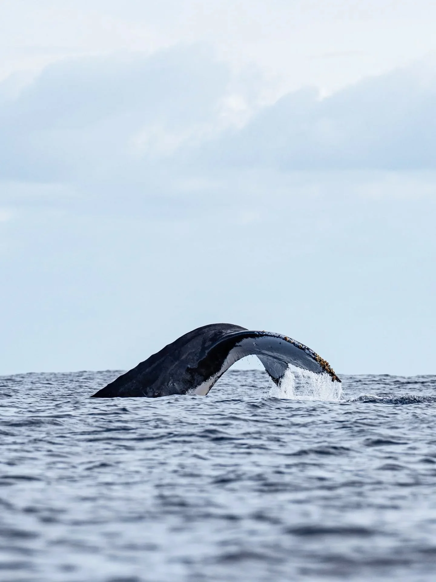 Into the blue she goes 💙 

Out with @explore_niue

#ocean #myocean #exploreniue #whales #humpbackwhale #niue #whalewatching #wildlife #underwaterworld #nature #bbcearth #blueplanet #sony #sonyalphaanz #pacificocean #islandlife #island
