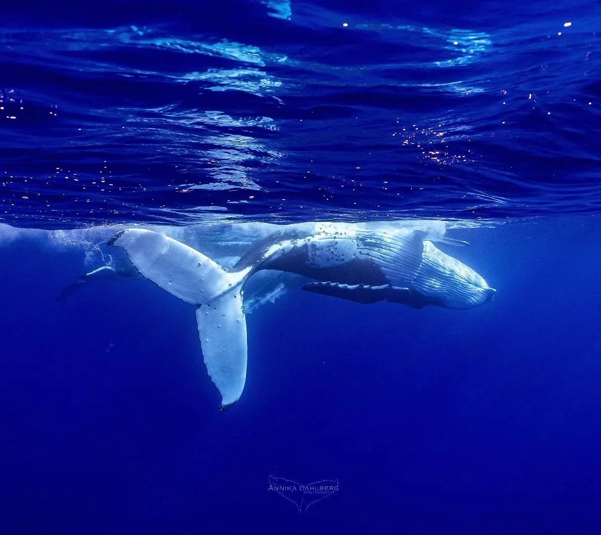 Boys having fun in the ocean. These two male humpback whales were extremely social with one another yesterday afternoon as they twirled along the surface.

Being able to observe these gentle giants interact with one another is truly an amazing experi
