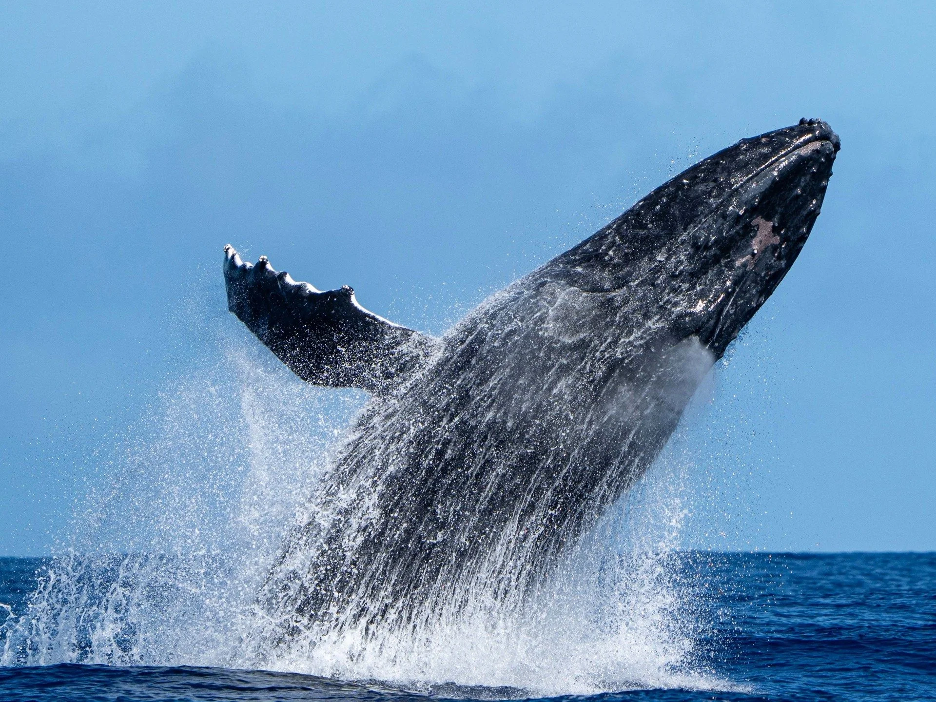 What a send off! This majestic humpback whale managed to launch itself out of the water in this waterfall breach! Although seeing a whale underwater in these crystal clear blue waters is absolutely incredible, a breach is always at the top of the lis