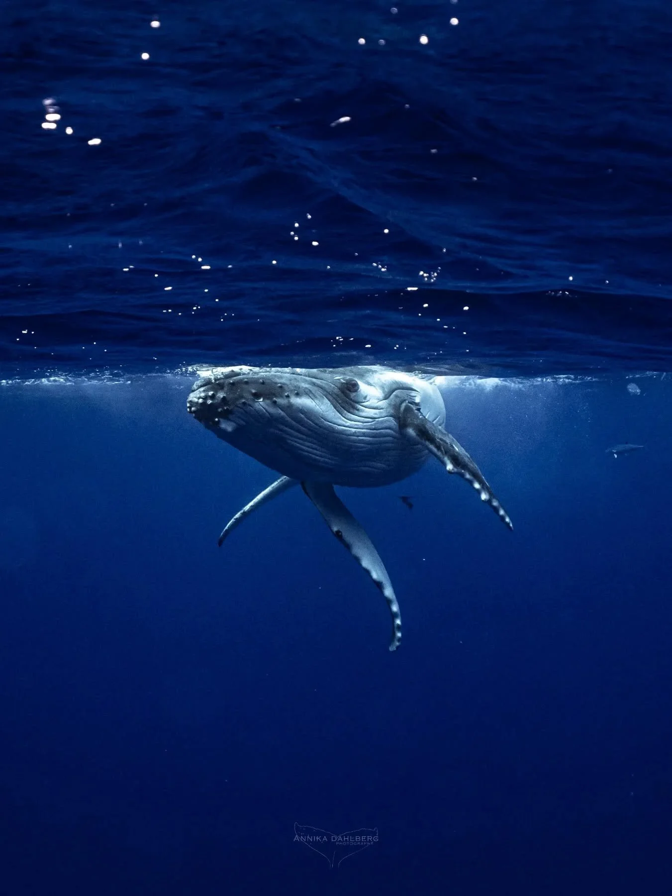 Very playful young girl from the other day 🐋💙

Out with @explore_niue 

#ocean #myocean #exploreniue #whales #humpbackwhale #niue #whalewatching #wildlife #underwaterworld #nature #bbcearth #blueplanet #sony #sonyalphaanz #pacificocean #islandlife 