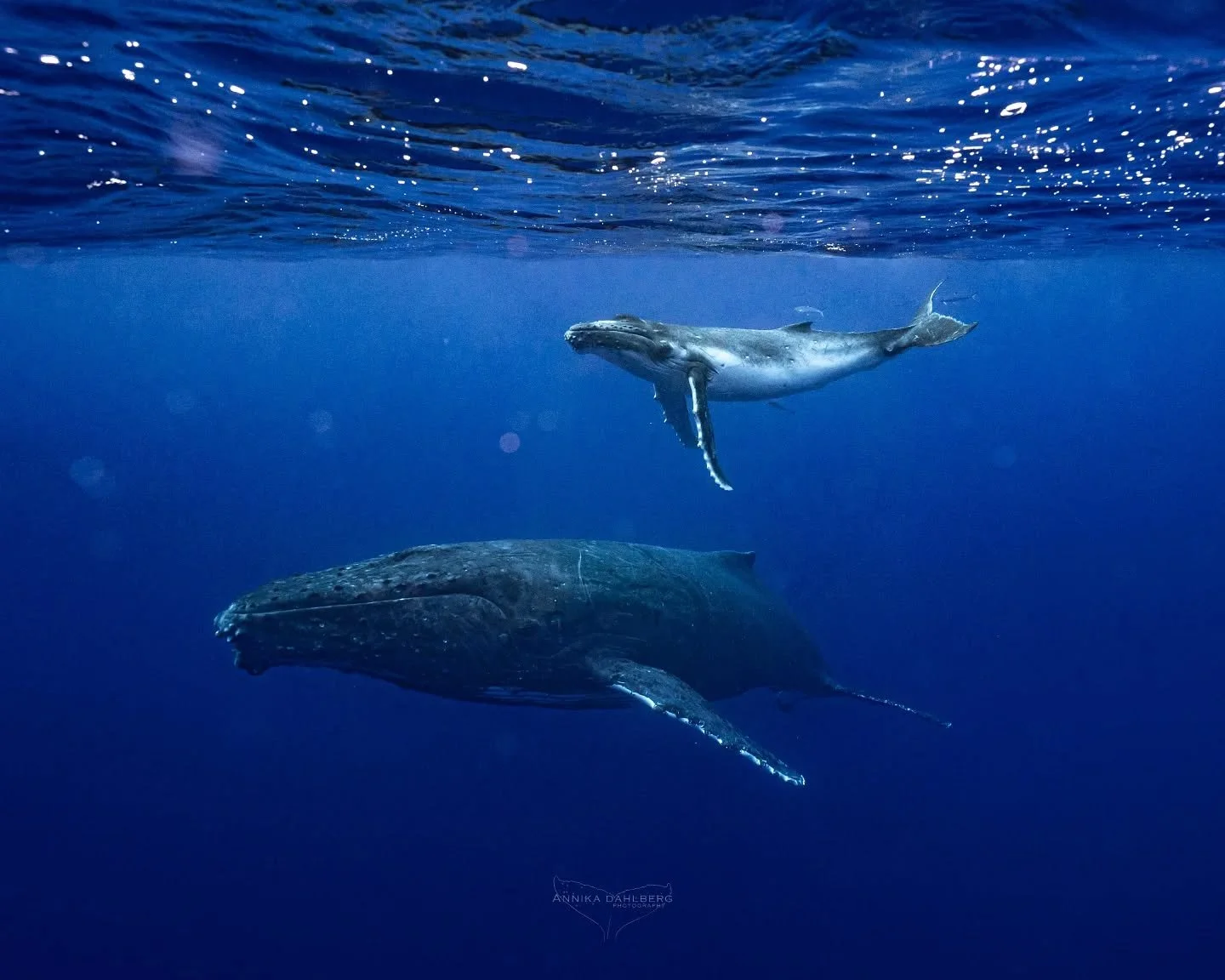 Things aren't always what they seem 🐋 I observed this trio for a while underwater. The calf seemingly rests with mum while taking moments to play by itself on the surface. A third whale, an escort, was resting down below, keeping a watchful eye, rar