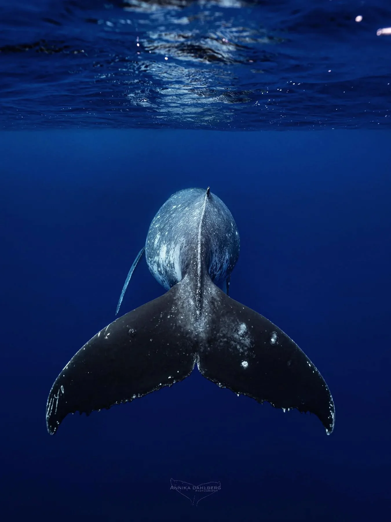 That fluke 💙🐋

Out with @explore_niue
Photo by @annikadahlberg_

#ocean #myocean #exploreniue #whales #humpbackwhale #niue #visitniue #whalewatching #wildlife #underwaterworld #nature #bbcearth #blueplanet #sony #sonyalphaanz #pacificocean #islandl