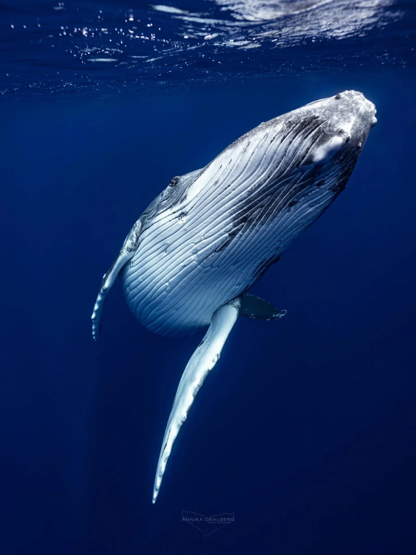 Mind-blowing encounter with this juvenile male! After searching for whales on a morning trip, only catching glimpses of some in the distance, this wonderful creature finally showed up. He was resting by the edge of the reef in these clear blue waters