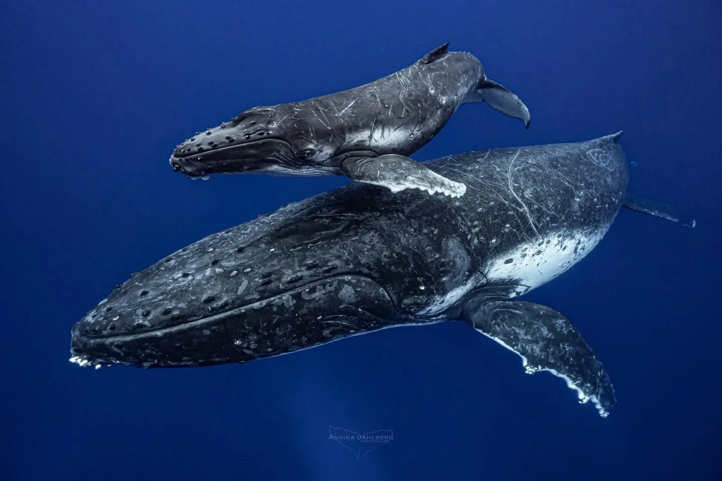 From an incredible day out in the big blue 💙 This curious calf got swept away by its mother after coming over for a cheeky look! A favourite moment from this humpback whale season 🐋 

With @explore_niue 
Photo by @annikadahlberg_ 

#ocean #myocean 