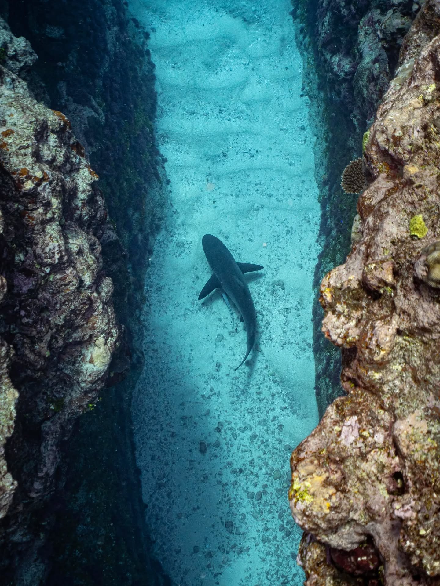 I loved observing this beautiful grey reef shark as it swam back and forth in this gully 🦈

The presence of sharks on a reef is often a sign of a healthy ecosystem. It is always a treat to see them patrolling the reef, this one even had a large frie