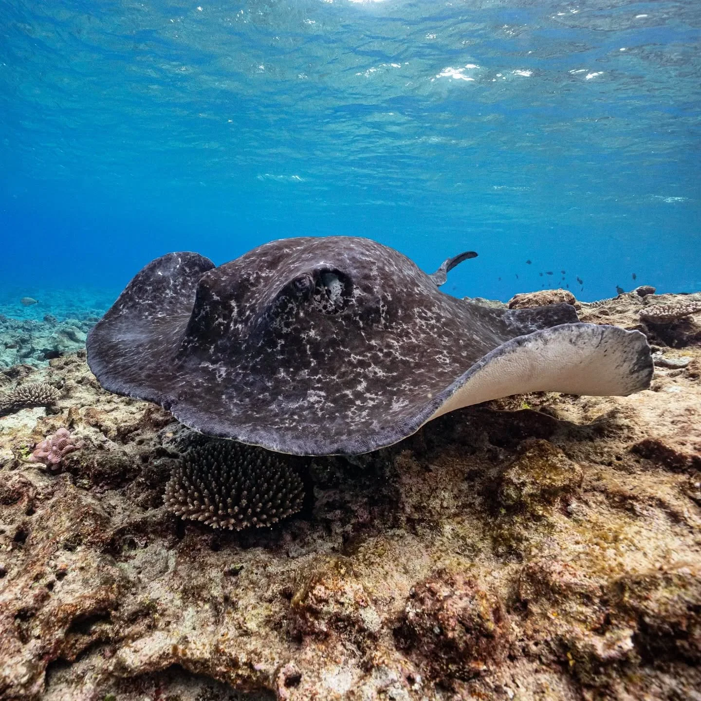 I had a huge smile on my face when we found this massive bullray foraging on the reef the other day! Niue is home to a huge variety of marine life, but rays are not something we see too often. This ray was super chilled as it kept feeding on top of t