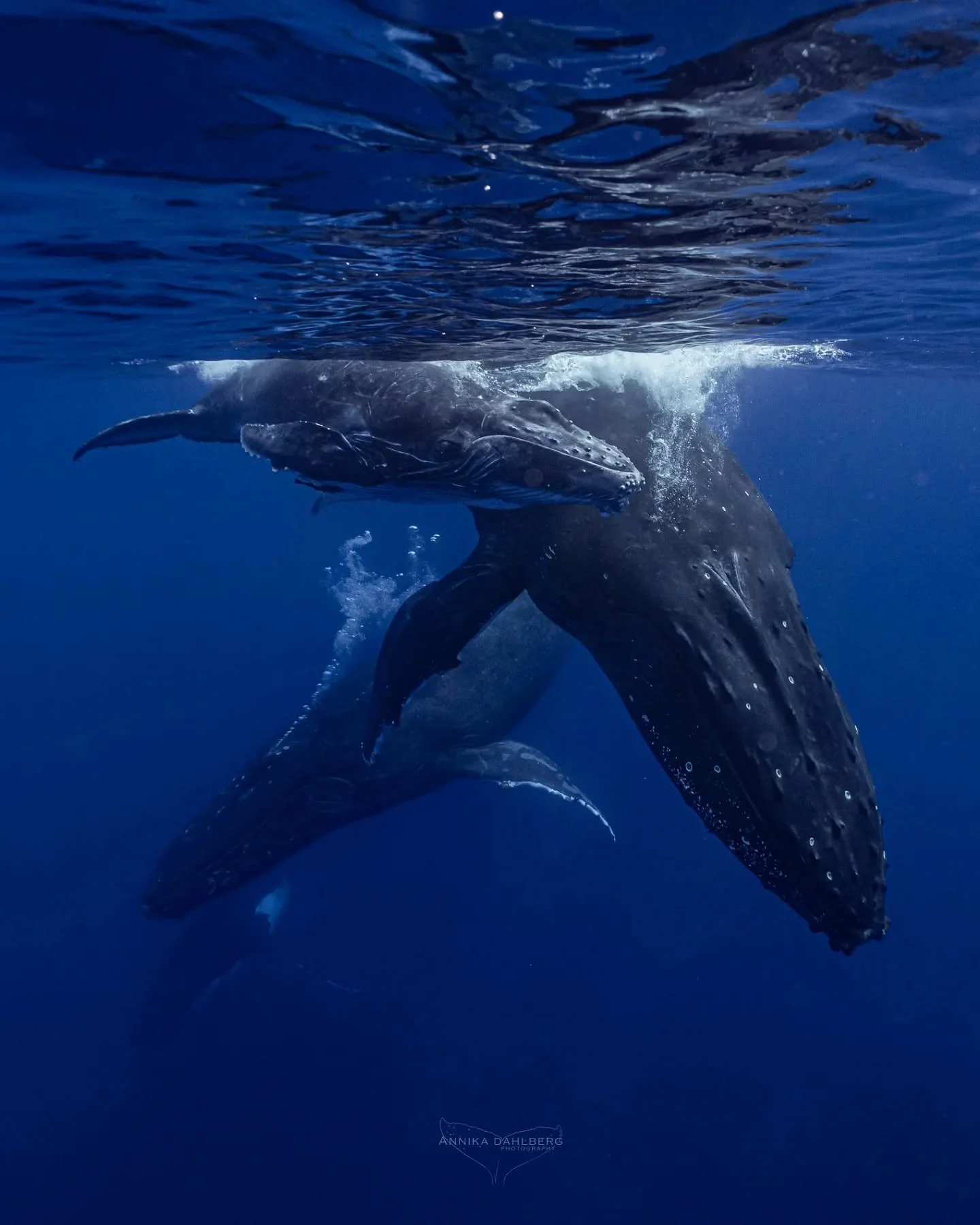 One of the most incredible and memorable encounters I've had in the waters of Niue. This mother and calf pair were resting below with two escorts. The mother had settled in with these two whales after a heat run/competition pod that had gone on for h