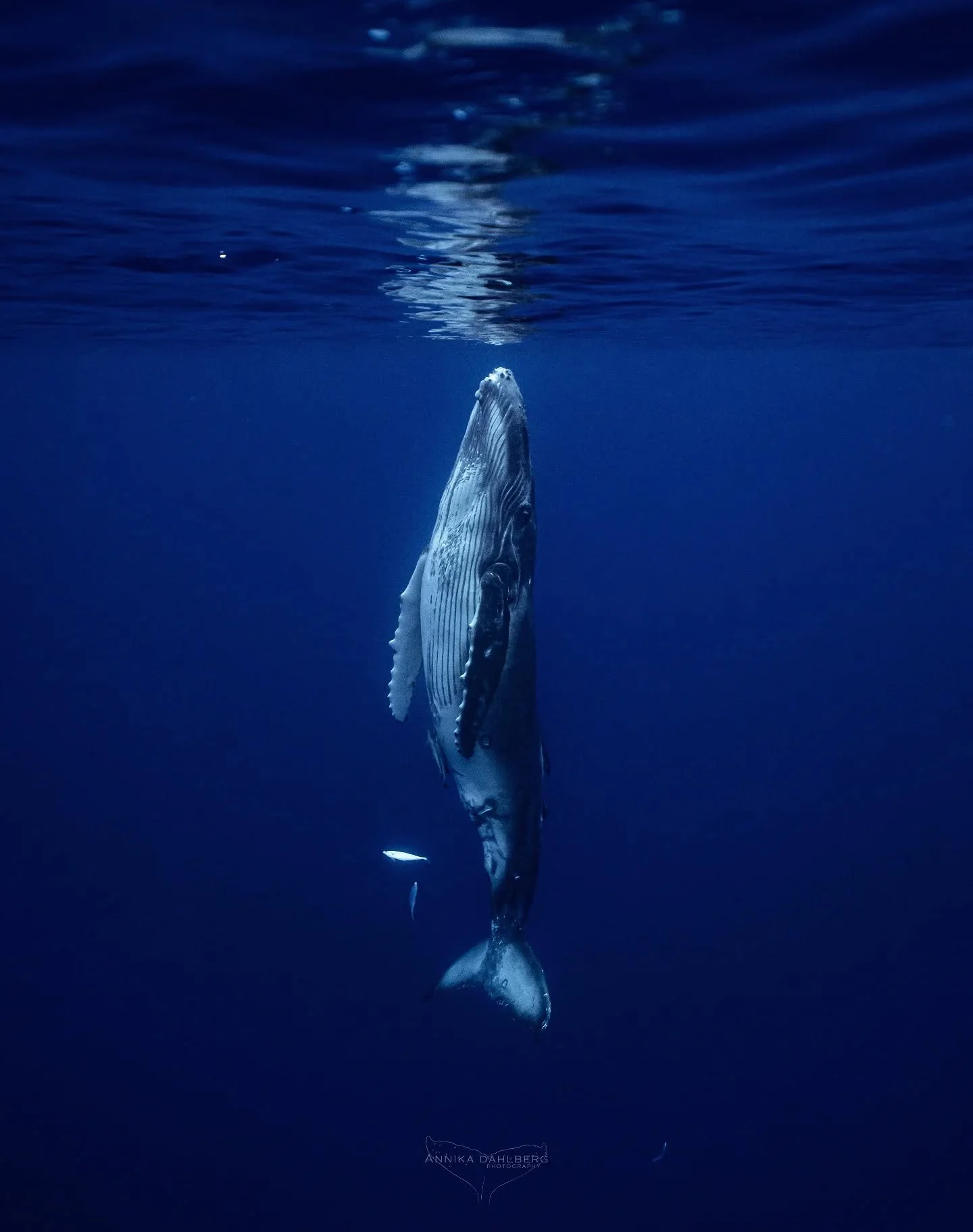 Slow and gentle movements by a young curious girl. She takes a moment and pauses before resurfacing for another breath of fresh air 🐋

Swimming with @explore_niue 

#ocean #myocean #exploreniue #whales #humpbackwhale #niue #whalewatching #wildlife #