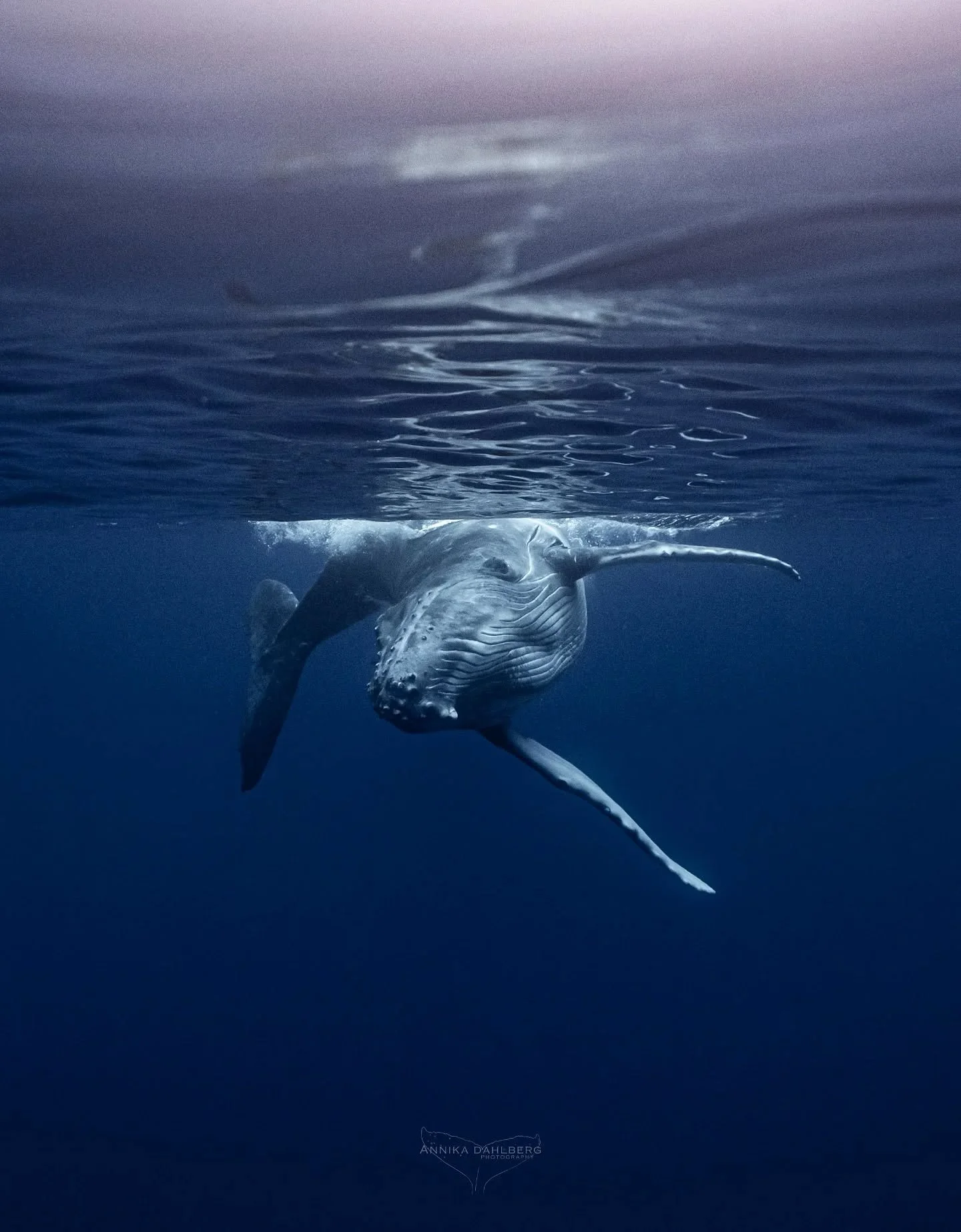 The most curious little girl, dancing in the sunlight ☀️

Out with @explore_niue 
Photo by @annikadahlberg_

#ocean #myocean #exploreniue #whales #humpbackwhale #niue #whalewatching #wildlife #underwaterworld #nature #bbcearth #blueplanet #sony #sony