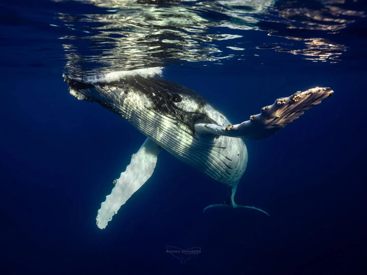 The most beautiful moment when a juvenile male humpback whale approaches from the deep. The sun was just about to set, and the last rays of the sun cut through the waves and lit up the whale beautifully. This is one of my favourite moments with the w