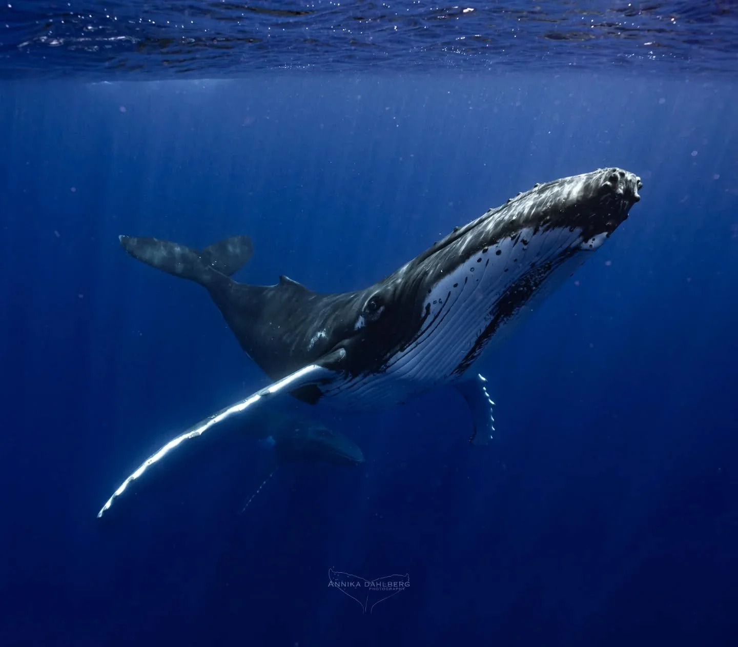 Towards the end of the humpback whale season, we were graced by the presence of this wonderful female. She was extremely inquisitive and would often spyhop right next to us. The curious behaviour of these whales continues to amaze me. Can you see her